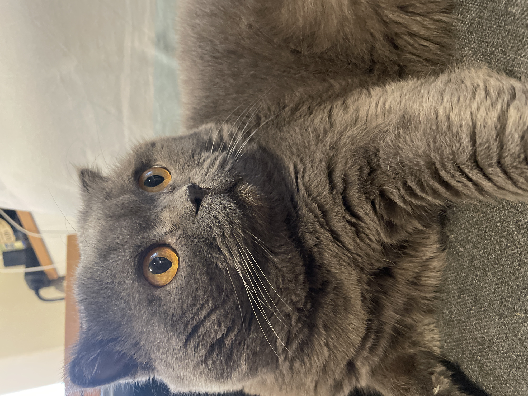 A close-up shot shows a grey cat with bright orange eyes lying on a textured grey surface. The cat is facing to the right, with its head tilted slightly upwards, and its ears are folded back. Its fur is short and dense. The background is blurred, but appears to be a room with some objects on shelves. The lighting is natural, coming from the left side of the image, casting soft shadows.