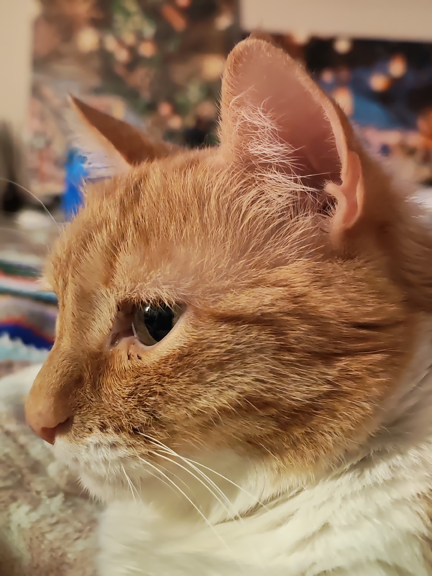 A close-up, medium-shot, indoor photograph depicts the head and neck of an orange and white cat in profile. The cat's eye is open, and its ears are perked up. The background is blurred and features indistinct shapes and colors. The cat appears to be lying on a soft surface. The location cannot be determined from the visual evidence.
