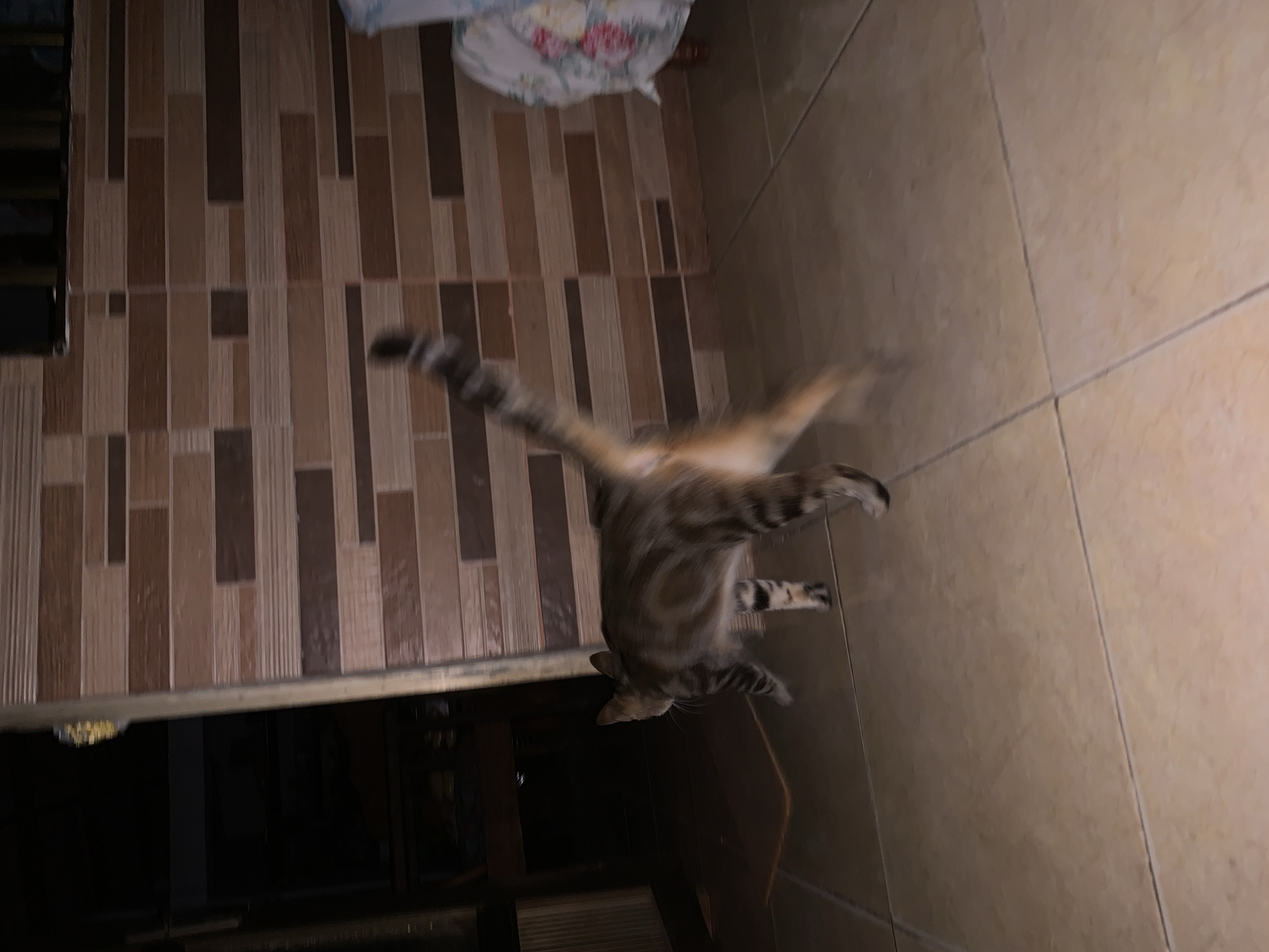 The image shows a blurry, dynamic scene. A tabby cat is caught mid-motion, its body twisting with its rear legs on the floor, and its front legs extended. The cat appears to be in a domestic interior, evidenced by the tile flooring, and a wall with vertical brown and tan tiles. A dark, partially obscured area hints at furniture. The location, Santa Ana, Venezuela is not visually discernable from the image.