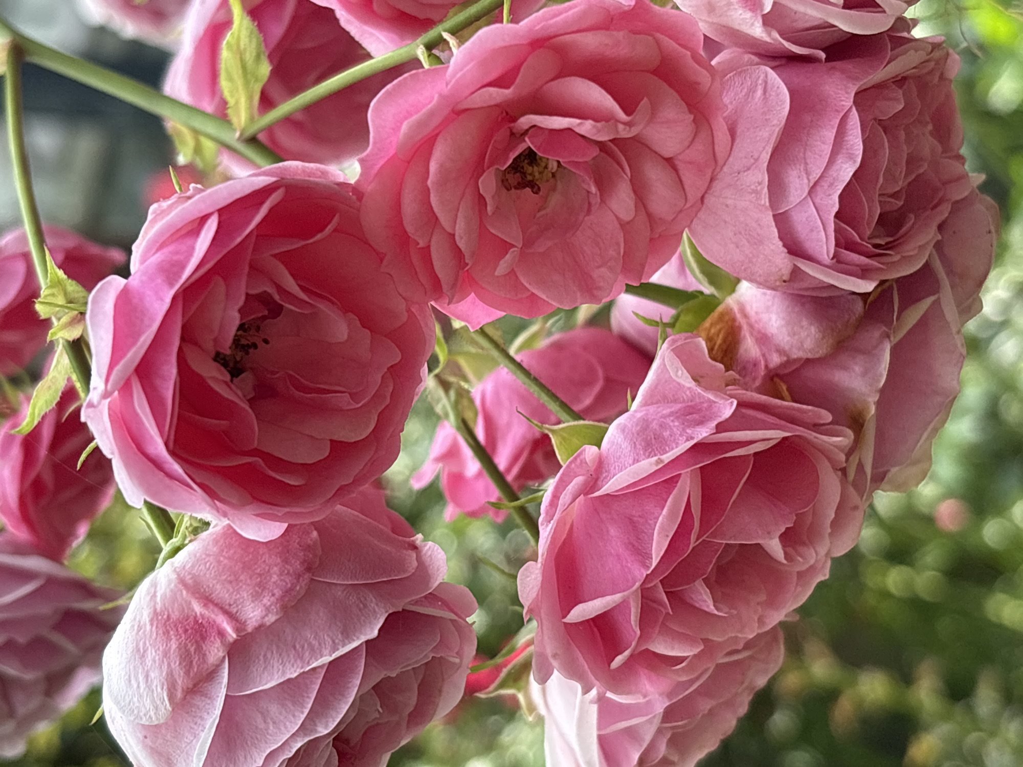 This close-up photograph features a cluster of delicate pink roses. The roses are the primary subjects, filling the frame with their soft, layered petals. Some of the blooms are fully open, revealing their stamens and pistils, while others are more tightly budded. The vibrant pink hues range from a soft pastel to a deeper, richer tone. Green stems and a few small, light green leaves are visible, providing a natural contrast to the flowers. The background is a soft, blurred bokeh of greens and muted colors, suggesting an outdoor garden setting. The shallow depth of field emphasizes the intricate details of the rose petals, creating a dreamy and romantic feel. The lighting appears to be natural, possibly from an overcast day or dappled sunlight, contributing to the gentle mood of the image. There is no text visible in the photograph. The scene evokes a sense of natural beauty and tranquility, commonly associated with a garden in bloom. The location context of Sochi, Russia, suggests a potentially warm and humid climate where such roses would thrive. The image captures a moment of serene natural beauty, likely taken in a garden or a park.