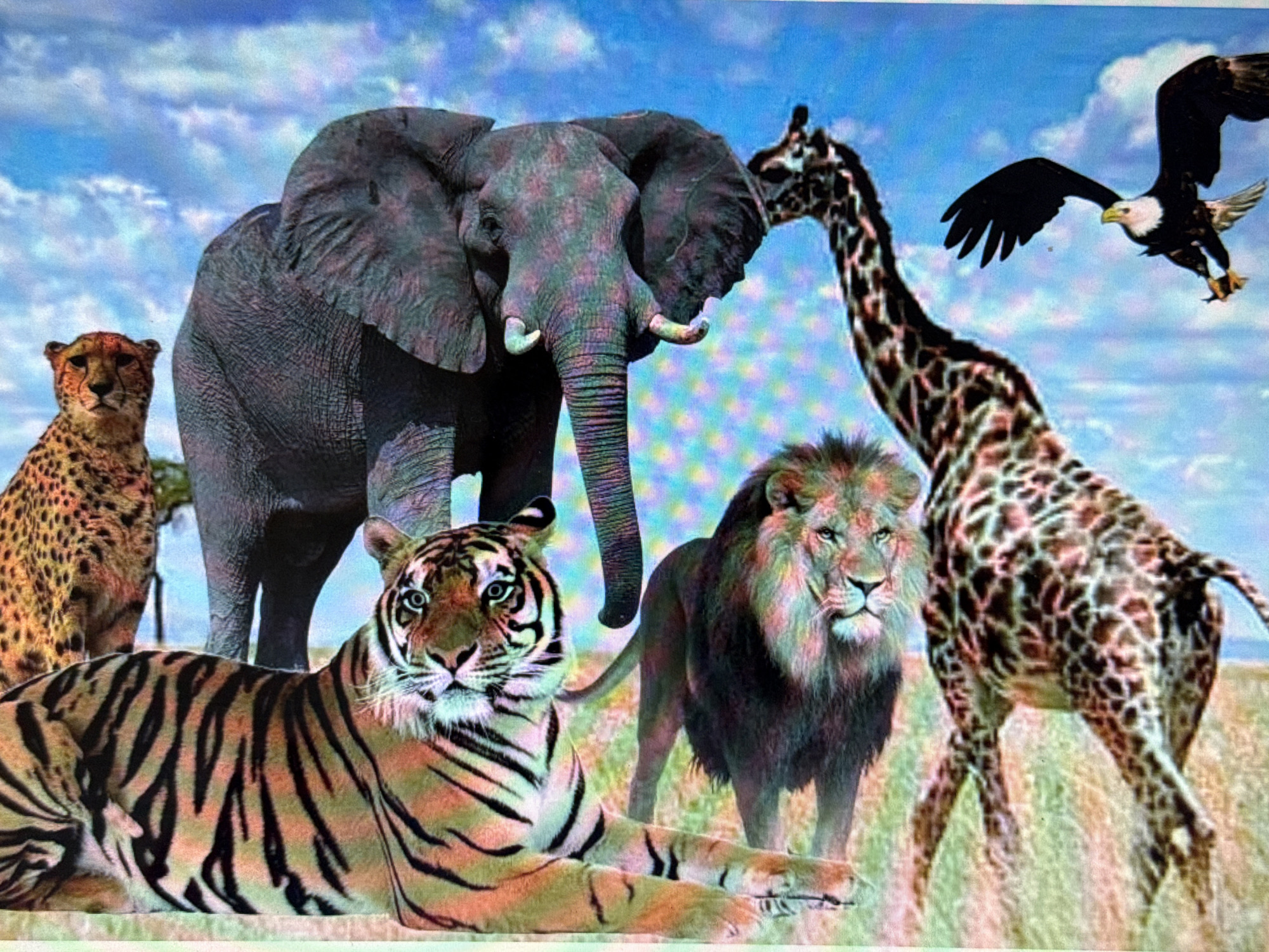 This media file depicts a digitally composed scene of various African animals against a backdrop of a cloudy blue sky and grassy plains. The subjects include a tiger in the foreground, lying down and looking directly at the viewer with intense blue eyes. Behind the tiger, an elephant stands tall, its massive form dominating the center of the image. To the left of the elephant, a cheetah is visible, looking alert. To the right of the elephant, a giraffe stands with its distinctive spotted pattern, its neck extending upwards. Further to the right, a lion with a full mane stands, appearing stoic. In the sky, a bald eagle is captured in flight, its wings spread.
The scene appears to be a composite, with the animals placed together in an unnatural arrangement. There are no visible people or objects other than the animals and the natural elements of the sky and landscape. No specific activity or event is taking place; the animals are posed rather than engaged in any action.
Notable details include the bright blue sky with fluffy white clouds, suggesting daytime. The grassy plains are rendered in muted tones of yellow and green. The animals' expressions range from the tiger's direct gaze and the cheetah's alertness to the more passive stances of the elephant, giraffe, and lion. The eagle's flight suggests movement and freedom in the sky.
There is no visible text in this media file. The location context of Pushkino, Russia, is irrelevant to the visual content of the image, which clearly portrays an African savanna environment.