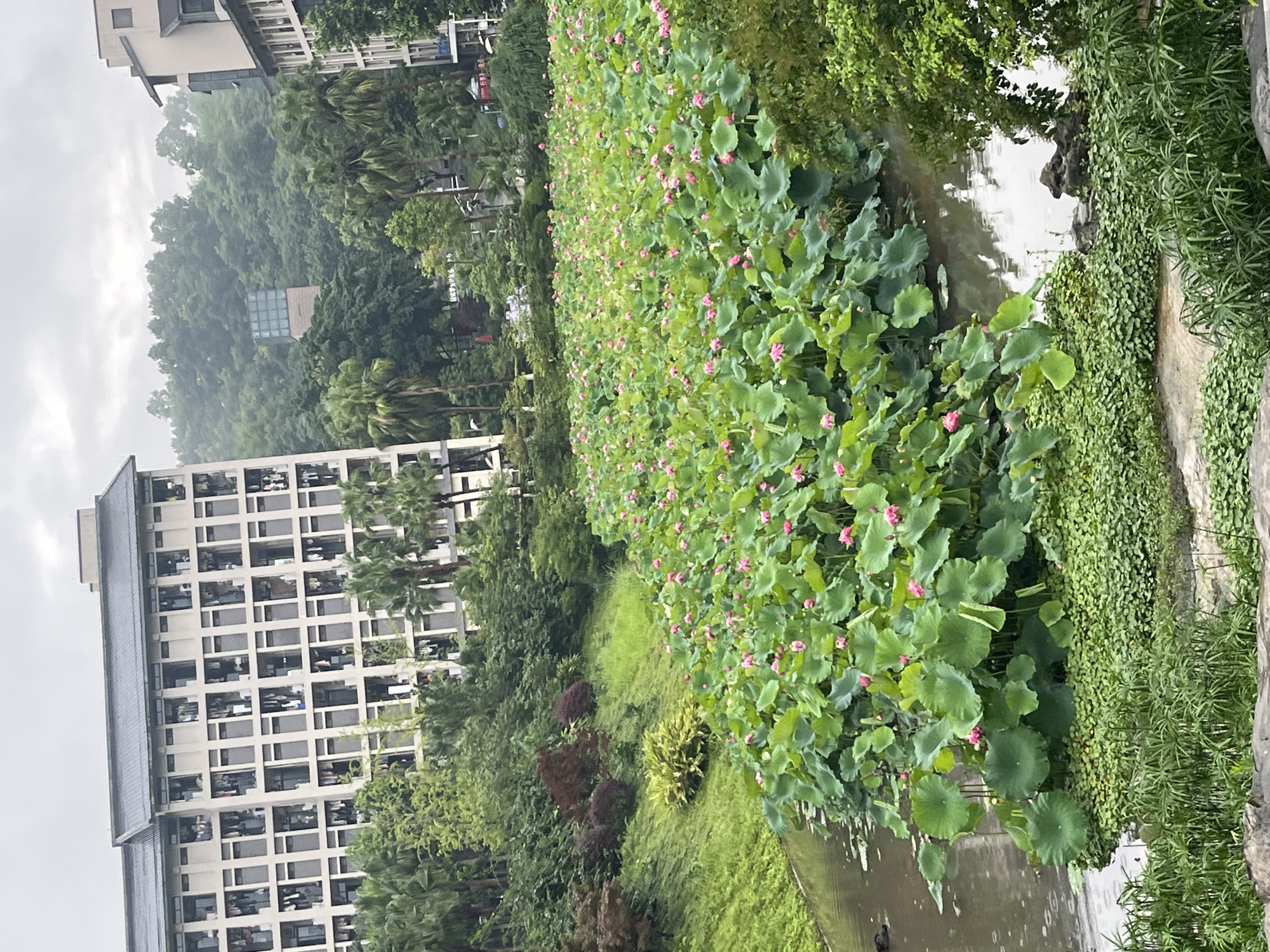 The image depicts a serene natural landscape adjacent to urban development in Jiangjin, China. In the foreground, a body of water is densely populated with numerous lotus plants, their large green leaves and delicate pink blossoms creating a vibrant carpet on the surface. The water itself is murky, reflecting the overcast sky. On the left bank of the water, a grassy slope is lined with lush greenery and trees.
Dominating the background are several multi-story buildings, characterized by their uniform window patterns and beige facades. These structures suggest a residential or institutional area. Beyond the buildings, a verdant, tree-covered hill rises, partially shrouded in a soft mist, hinting at a humid, possibly mountainous environment. A modern, glass-enclosed structure is visible amidst the trees on the hillside. The overall atmosphere is one of tranquility, with the natural beauty of the lotus pond providing a striking contrast to the architectural elements of the city. There are no visible people in the image.