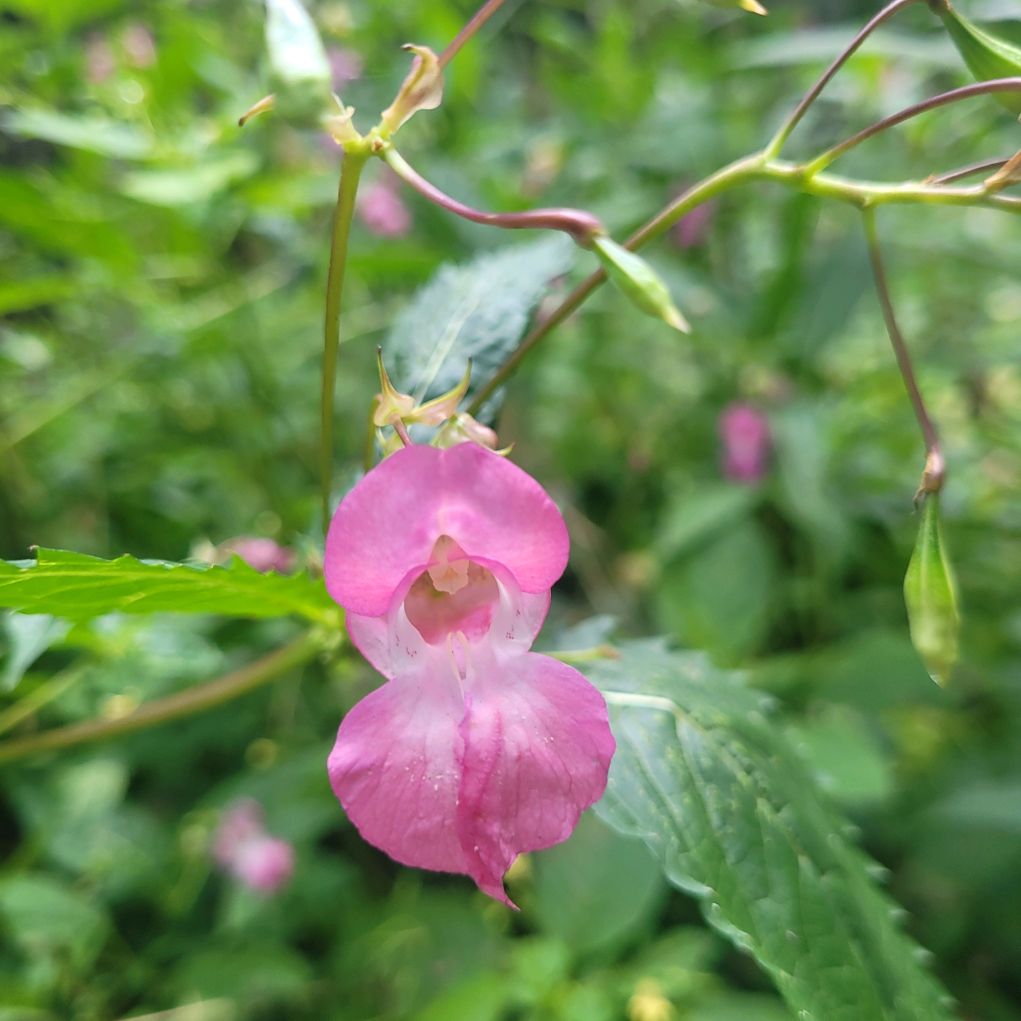 A close-up, eye-level shot showcases a single pink flower with multiple petals. The flower is the primary subject, positioned slightly off-center to the left. Its petals are a vibrant pink, with lighter shades towards the center. Two green, elongated seed pods are visible hanging from thin stems above and to the right of the flower. The background is a blur of green foliage, suggesting a natural outdoor environment. The image does not contain any people or specific city landmarks of Jūrmala, Latvia. The lighting is soft, indicating it might be overcast or taken in shaded conditions.