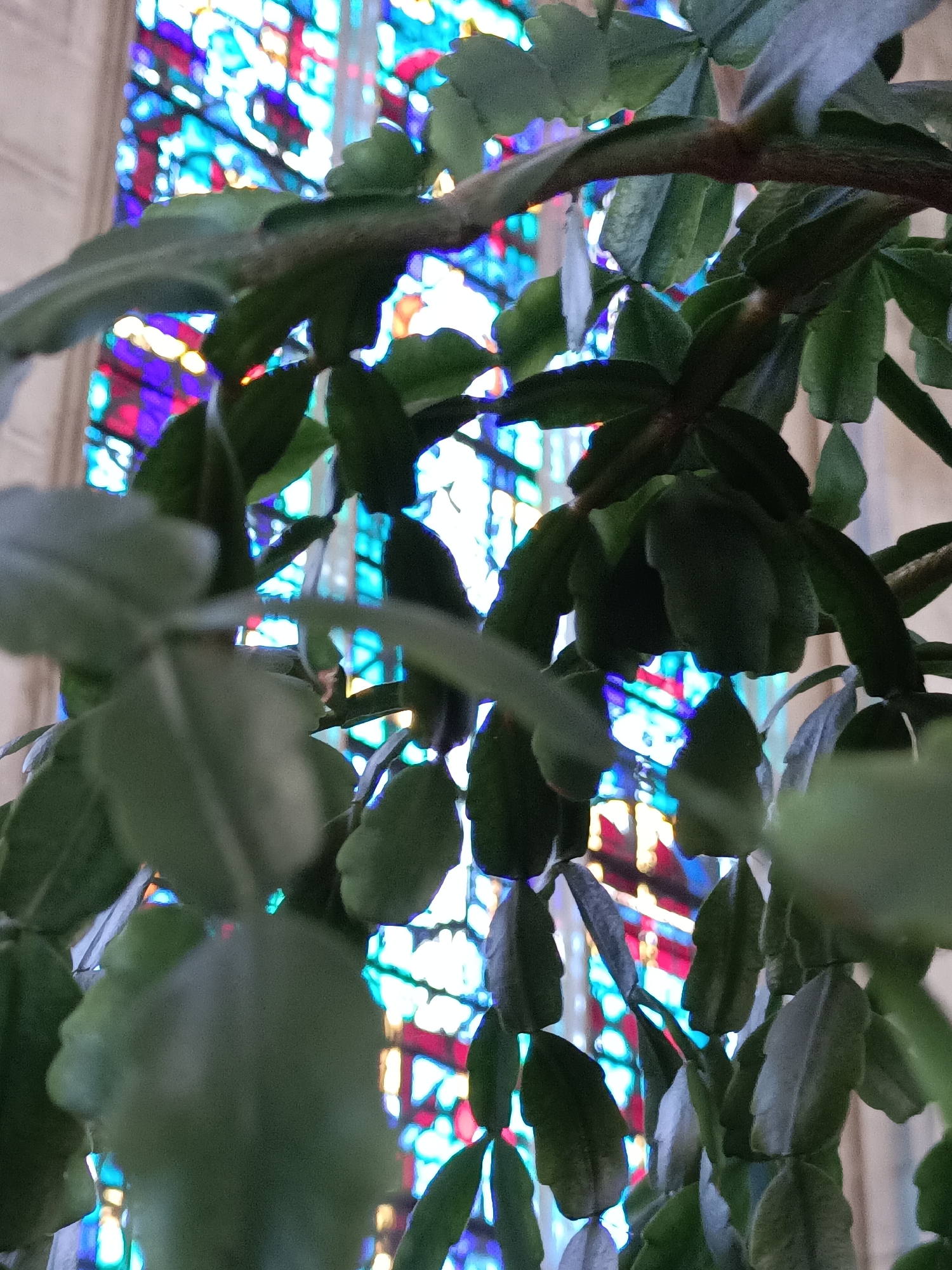The image is a close-up of a green plant with flat, segmented leaves, likely a Christmas cactus, positioned in front of a brightly colored stained-glass window. The window features geometric patterns in shades of blue, red, purple, and yellow, suggesting it is part of a church or cathedral. The plant's branches and leaves are in the foreground, partially obscuring the window. The lighting suggests an indoor setting, with the stained glass serving as a vibrant backdrop. The context of Le Neubourg, France, implies this scene might be within a historical building like the Église Saint-Thomas.