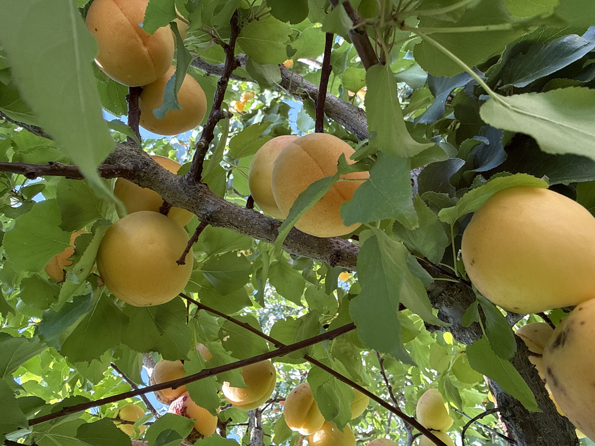 The image shows a close-up, low-angle view of ripe apricots hanging from branches of a tree. The apricots are predominantly yellow and orange, with some showing a blush of red. They are clustered on the branches amidst lush green leaves. The branches are rough and textured, indicative of an established tree. The sunlight filters through the leaves, creating a dappled effect and highlighting the fruits. The background consists of more green foliage and glimpses of a bright blue sky. The scene appears to be outdoors in a natural setting, possibly a garden or orchard. The location is specified as Tash-Kyia, Kyrgyzstan.