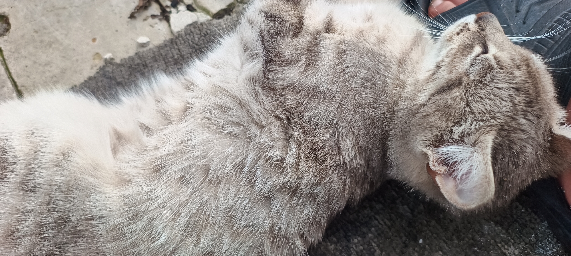 A close-up, aerial view shows a grey tabby cat lying on a dark grey textured surface. The cat is mostly obscured by the camera's angle, with its body taking up the majority of the frame. Its fur is a mix of light grey and darker grey stripes. The cat's head is turned upwards and to the right, with its eyes closed and mouth slightly open. Its whiskers are long and white. The cat's ears are visible and are light pink inside. The background is out of focus, but appears to be a grey concrete surface with some debris. The lighting is natural, suggesting it may be outdoors.
