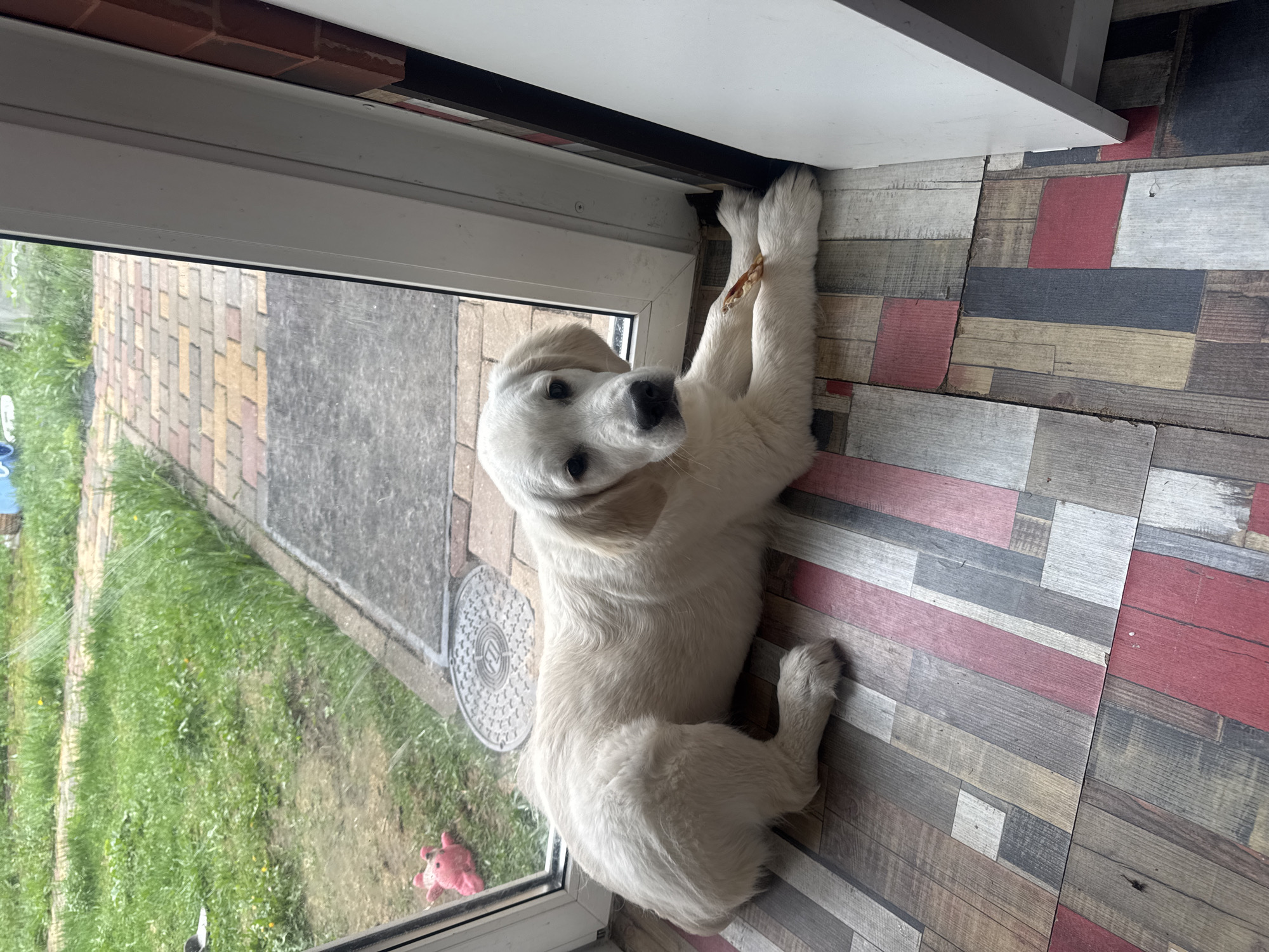 A young, light-colored golden retriever puppy is lying on a multicolored wood-look floor with its head turned towards the camera. The puppy has a small stick in its front paws. The puppy is positioned near a glass door frame, with a view outside showing a green lawn and a brick walkway. In the grass outside is a small pink stuffed animal. Part of a white surface, possibly a desk or counter, is visible in the upper right corner. The location is near a building with a glass door in Ptichnoye, Russia.