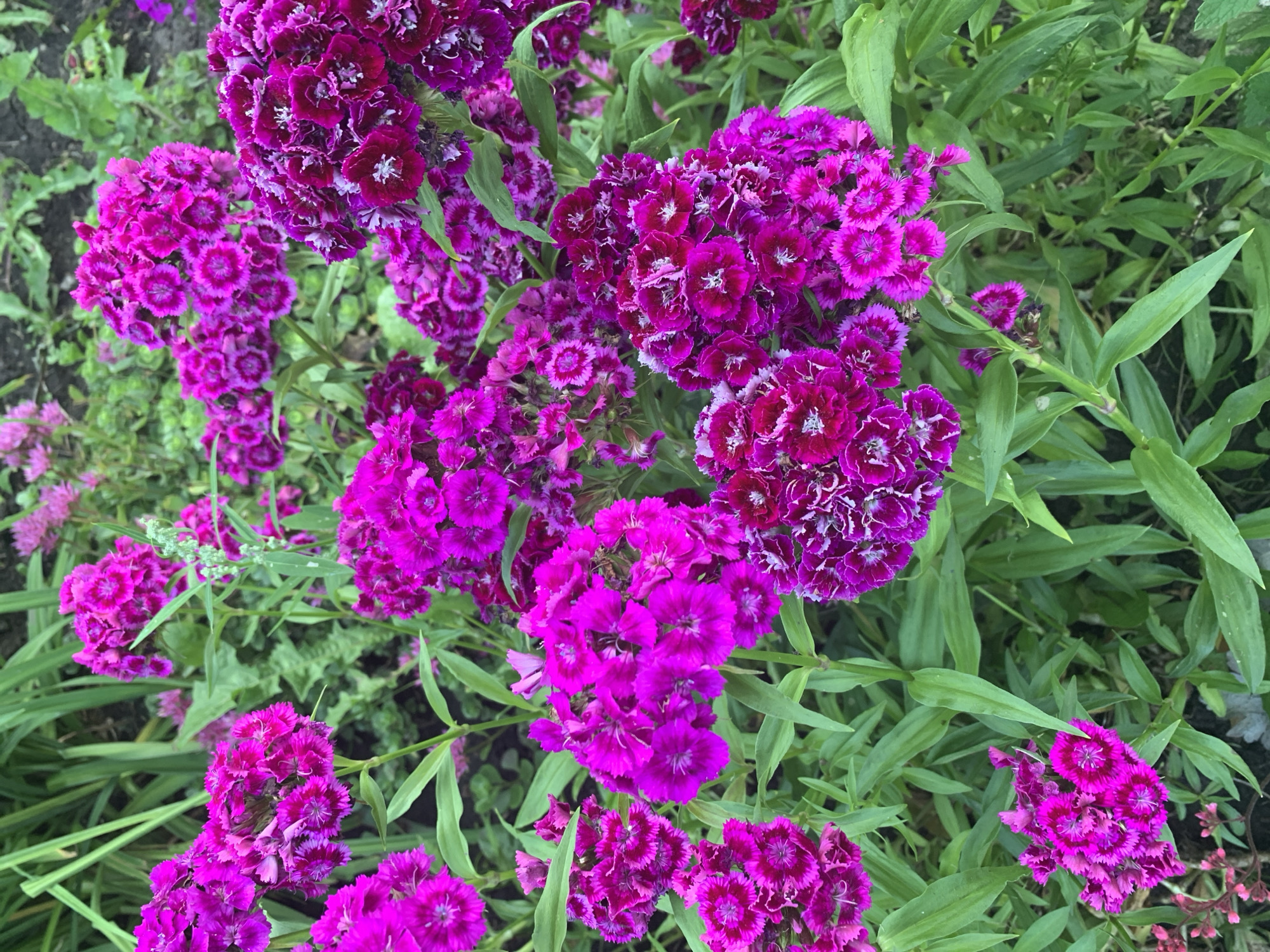 A close-up, eye-level shot features a cluster of vibrant magenta flowers with fringed petals. The flowers are densely packed together, with some heads facing the camera and others angled away. Their centers are a deeper, darker magenta, fading to a lighter shade at the edges, with white accents on the outer petals. Lush green foliage surrounds the blooms, with some leaves appearing smooth and others more textured. The background is softly blurred, suggesting a garden setting with hints of darker green and brown. The overall impression is one of abundant natural beauty and vivid color.