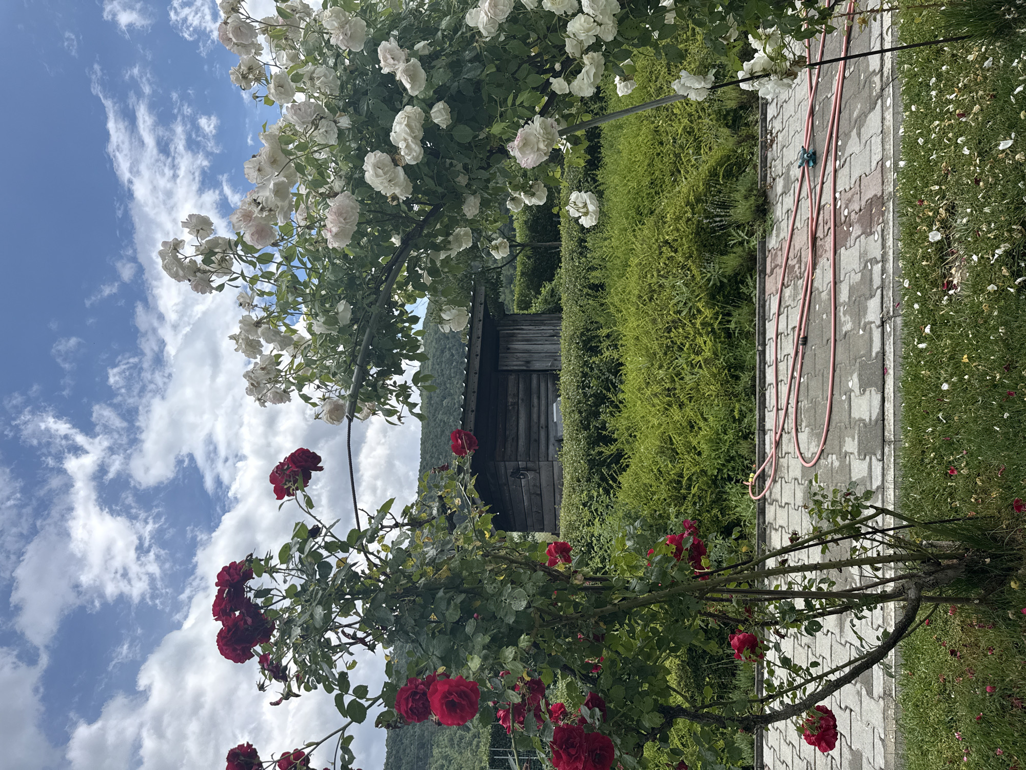 This is a photograph taken in the city of Sulitsa, Bulgaria, showcasing a vibrant garden with blooming roses. The foreground features a pathway of interlocking gray pavers, leading the eye towards a lush green hedge. A red garden hose is coiled on the pathway, with a small blue sprinkler attachment.
Dominating the scene are two rose bushes, one with deep red roses on the left, and another with abundant white roses on the right, forming an archway. Beyond the roses and hedge, a rustic wooden shed with a dark roof is visible, nestled against a backdrop of green hills under a sky filled with white clouds and blue patches. The overall impression is one of a serene and well-tended garden, possibly in a rural or suburban setting within Sulitsa.
