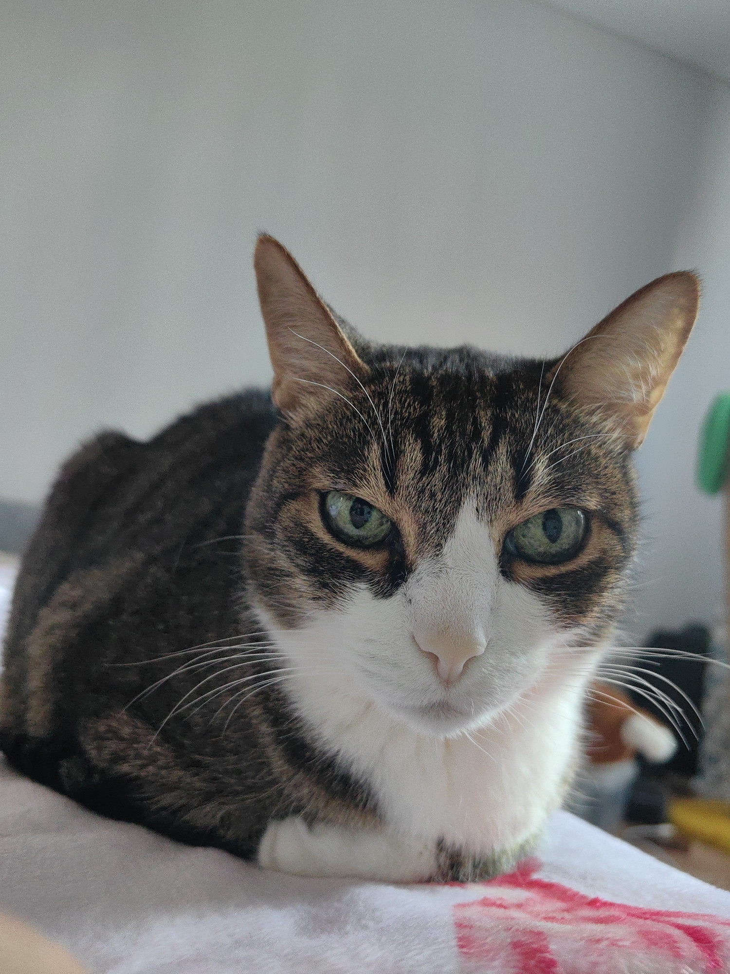 A tabby and white cat is lying down on a white blanket with a pink pattern. The cat is looking directly at the camera with its green eyes. Its fur is a mix of brown, black, and white. The background is a plain gray wall. There are no people visible in the image. The scene appears to be indoors, likely in a residential setting. There is no information that allows for the location of Tver, Russia to be determined from the image.