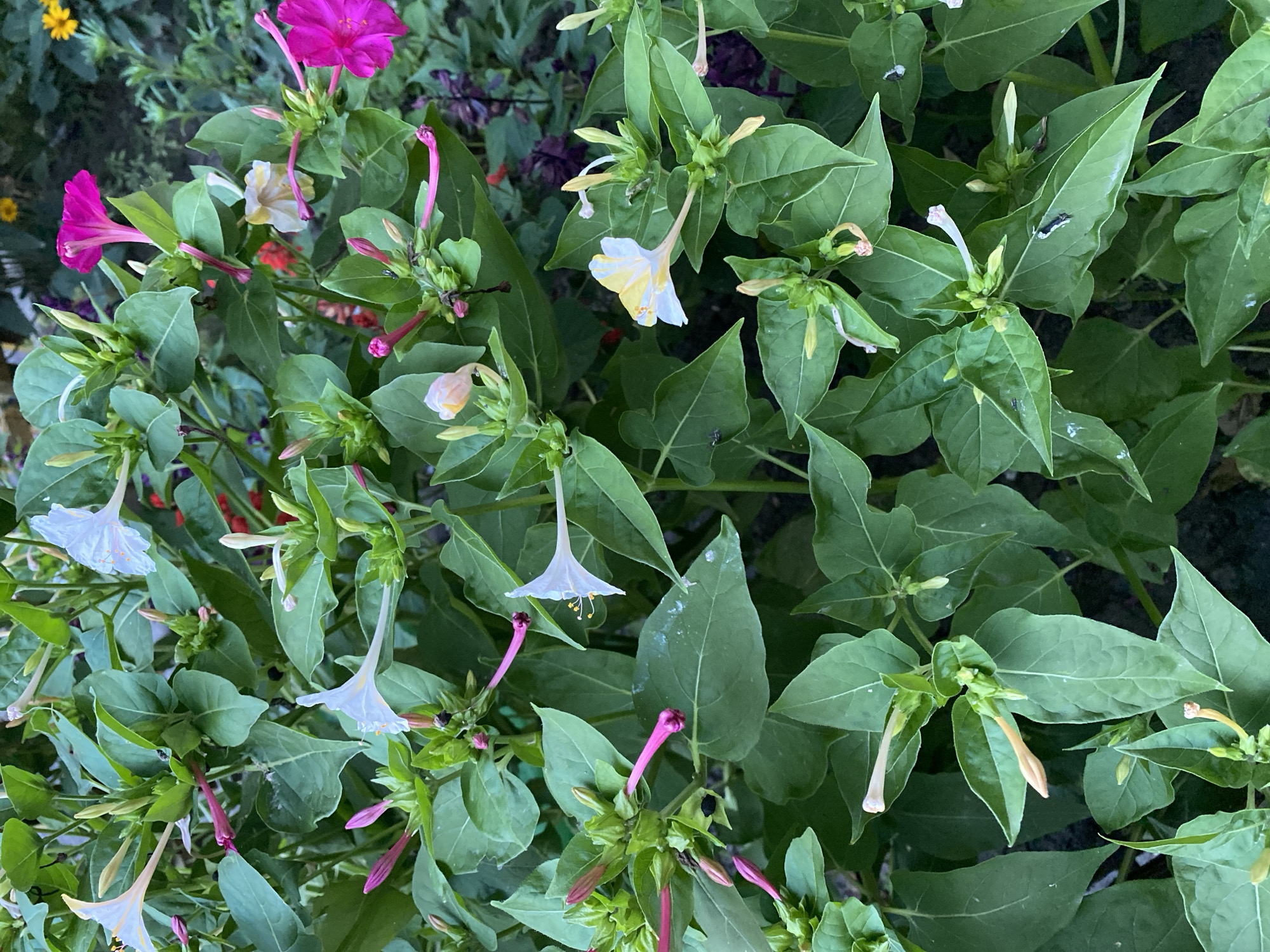 The image shows a close-up, overhead view of a cluster of Mirabilis jalapa, commonly known as four o'clocks, in bloom. The flowers are a mix of white, pink, and magenta, with some petals showing a gradient of color. Many buds are also visible, some with pinkish-red sepals. The leaves are a vibrant green and heart-shaped. In the background, hints of other plants and flowers, including yellow sunflowers, can be seen. The scene appears to be a garden or natural setting within Vinnytsia, Ukraine, likely during the daytime given the open flowers. No people or actions are depicted, and the focus is solely on the flora.