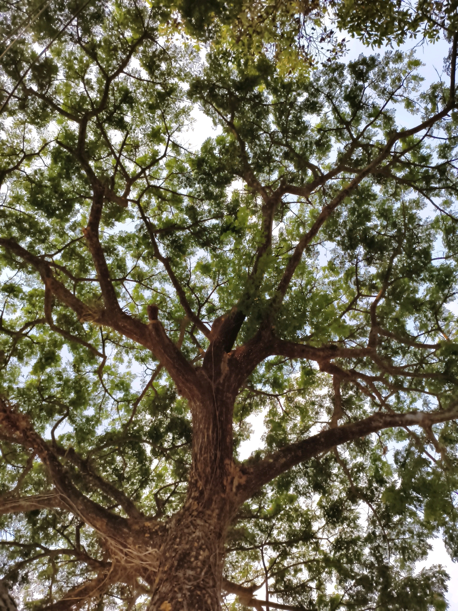 The image shows a low-angle view looking up into the dense canopy of a large tree. The tree has a thick, textured brown trunk and numerous branches that spread out, covered in vibrant green leaves. The sky is visible through the gaps in the foliage, appearing bright and slightly overcast. The scene appears to be outdoors, in a natural setting, possibly a park or a residential area. The location is specified as Puhpelem, Indonesia. There are no people or any specific actions or interactions depicted in the image. The environment is dominated by the tree and the sky.