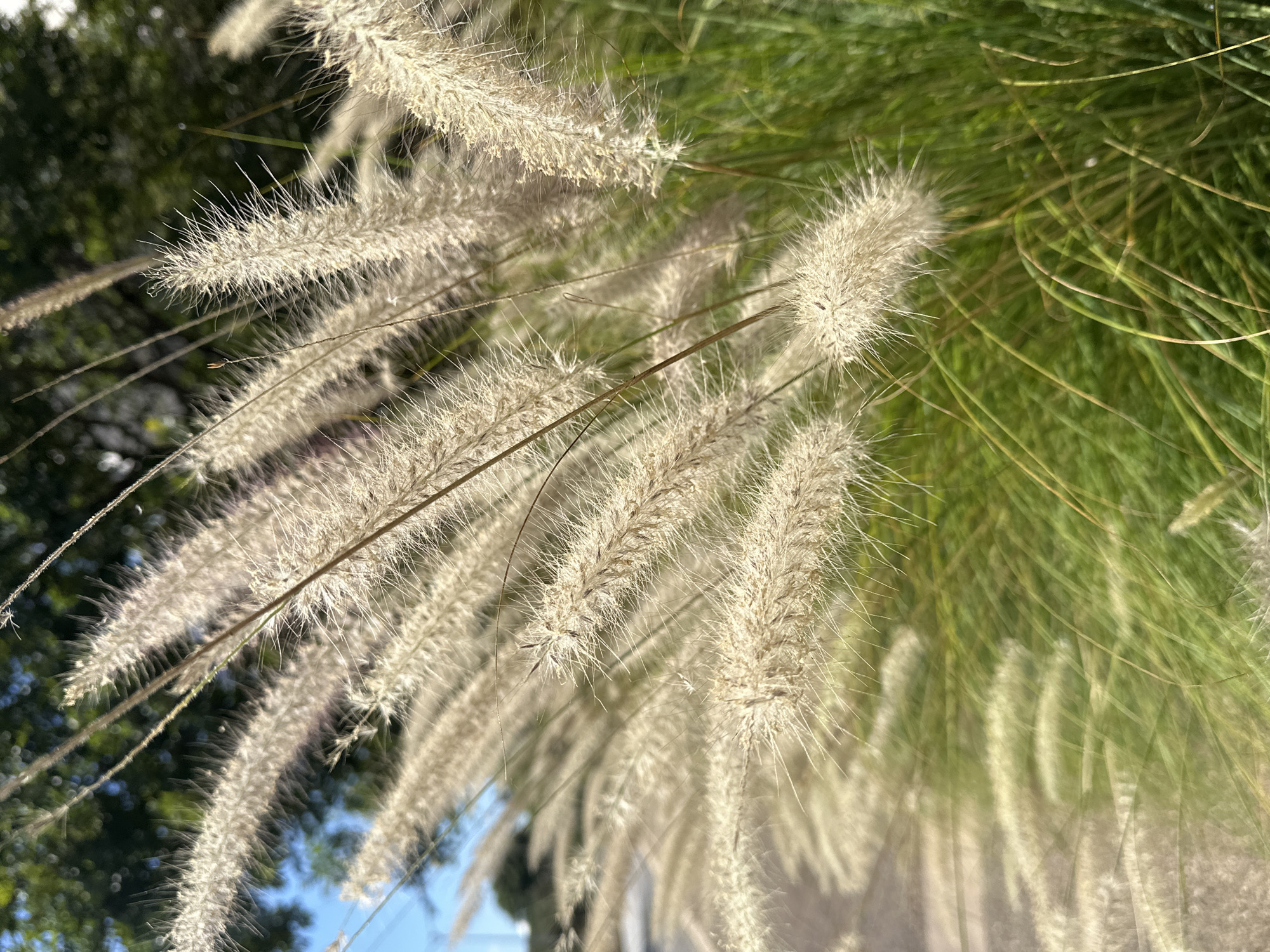 This is a close-up, eye-level, outdoor shot of several feathery, white ornamental grasses swaying gently. The grasses are the main subject, with their delicate plumes catching the sunlight, creating a soft, diffused effect. The background is a blur of vibrant green foliage, suggesting a garden or natural setting. Some darker green leaves are visible on the left, hinting at trees. The lighting indicates it is daytime, with bright sunlight illuminating the grasses from above and slightly to the right. The overall mood is tranquil and natural. The background also shows hints of a bright blue sky and what appears to be a light-colored pathway or ground beneath the grasses, indicating an outdoor location. The location is identified as Haifa, Israel. There is no visible text in the image.