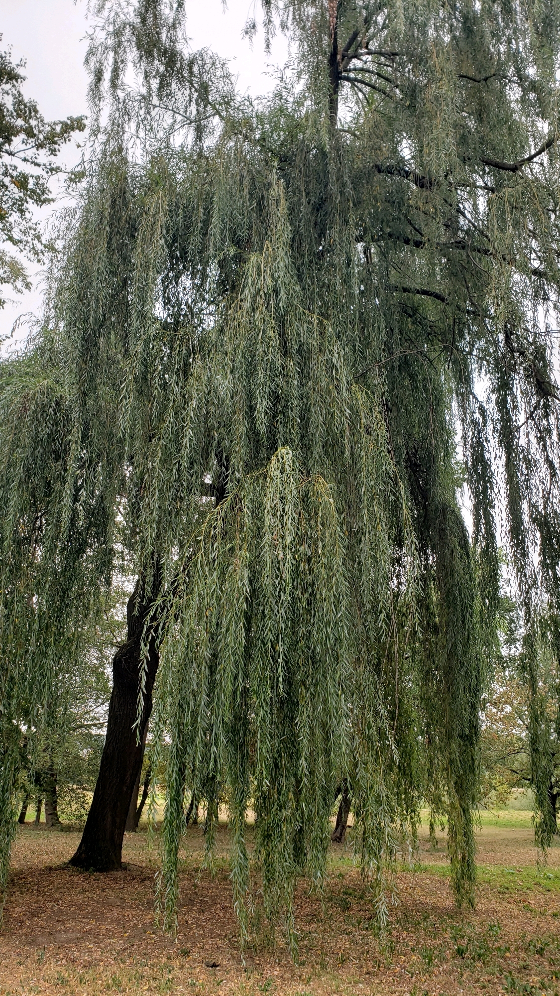 A dense weeping willow tree dominates the center of the image, its long, slender branches draped towards the ground. The leaves are a muted green, with some appearing slightly yellowed, suggesting the possibility of autumn. The tree trunk is thick and dark, with a rough texture. The ground beneath the tree is covered in a carpet of fallen leaves and dry grass, with patches of bare earth visible. In the background, more trees can be seen, some with autumnal foliage, and a hint of a clear sky. The overall impression is one of a serene, somewhat melancholic, natural setting, possibly in a park or garden area within Prešov, Slovakia. There are no people or animals visible in the image, and no obvious human activity. The lighting is diffused, indicating an overcast or cloudy day.