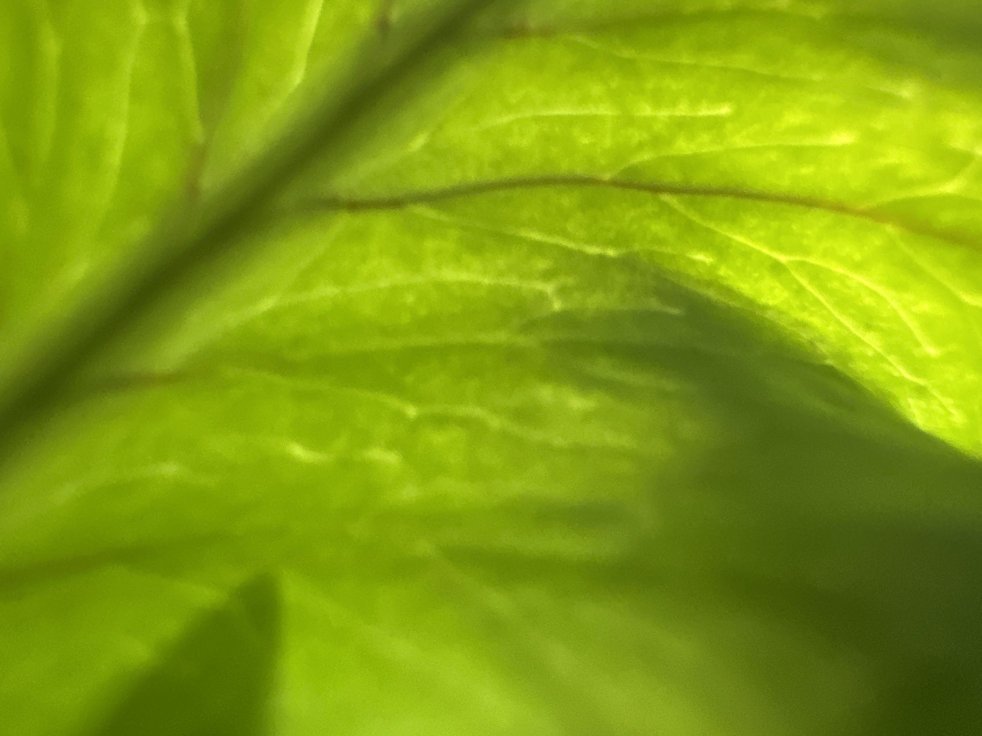 This is a close-up, macro photograph of a translucent green leaf, illuminated from behind. The image is abstract, focusing on the intricate network of veins and the texture of the leaf's surface. There is a prominent, darker vein running diagonally across the frame, with smaller veins branching off it. The lighting creates areas of bright yellow and deeper green, highlighting the leaf's structure. A shadow is cast on the lower right portion of the leaf, suggesting an object or another part of the plant is obscuring the light source. The photograph captures a natural element, emphasizing its organic form and the play of light through its delicate structure. There is no identifiable location in the city of Belgrade, Serbia; the image is purely focused on the botanical detail.