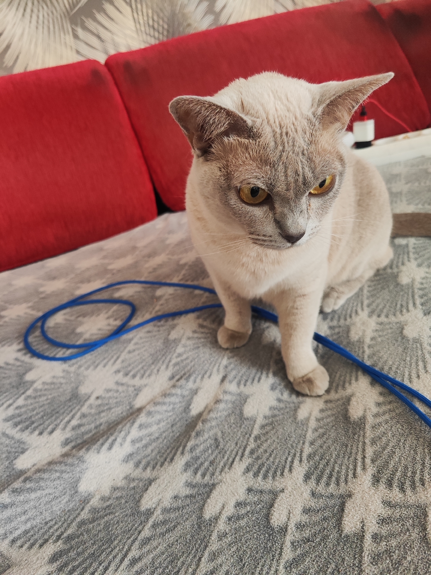 A light brown, short-haired cat with yellow eyes is sitting on a grey and white patterned blanket. The cat is facing to the right of the frame. In the background, there are two red cushions on a sofa. A blue string is looped on the blanket in front of the cat. The image appears to be taken indoors.