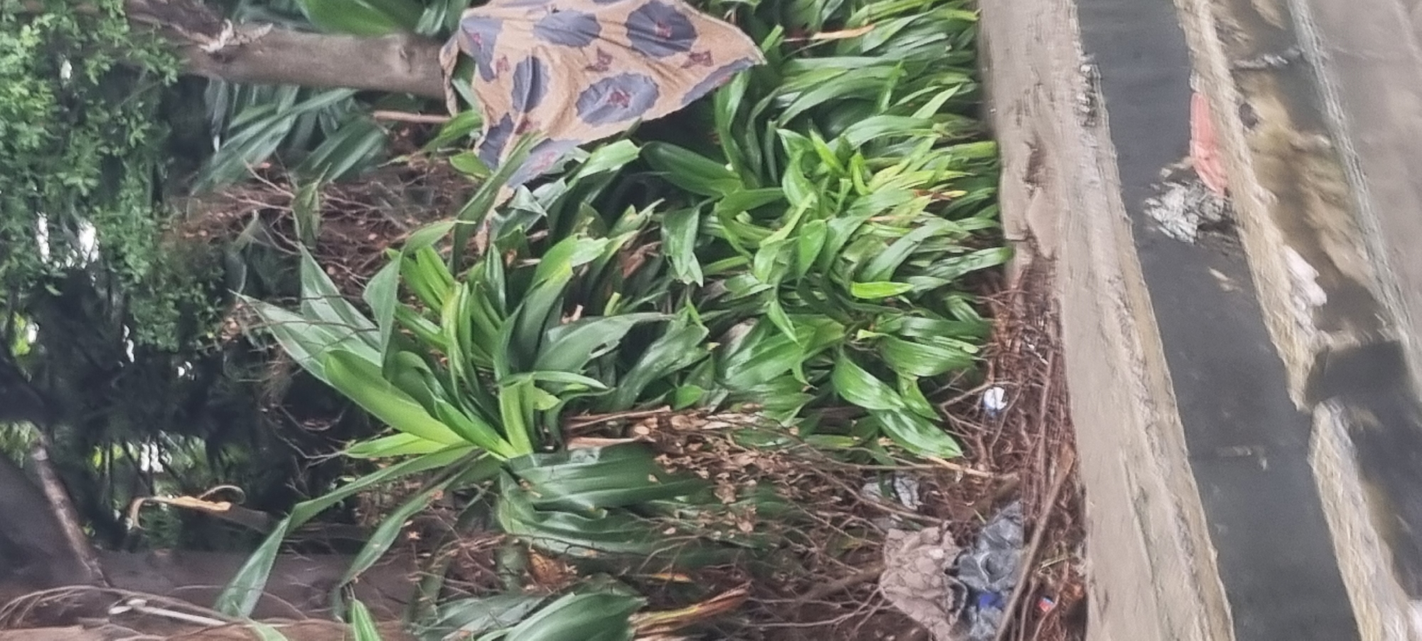 The image depicts an outdoor scene in Moba, Nigeria, characterized by dense foliage and a concrete structure in the foreground. Lush green plants, some with broad, elongated leaves, dominate the midground, growing amongst dry twigs and branches. A large, patterned textile, possibly a piece of fabric or a tarp, with a light brown base and dark circular motifs, is draped over some of the plants on the right side of the frame. Scattered on the ground amongst the vegetation are various pieces of debris, including dark plastic bags and what appear to be discarded clothing items. The foreground features a two-tiered concrete structure, possibly a curb or a planter box, with the lower section being darker and the upper section lighter and weathered. The overall impression is one of an overgrown, somewhat neglected urban or semi-urban environment.