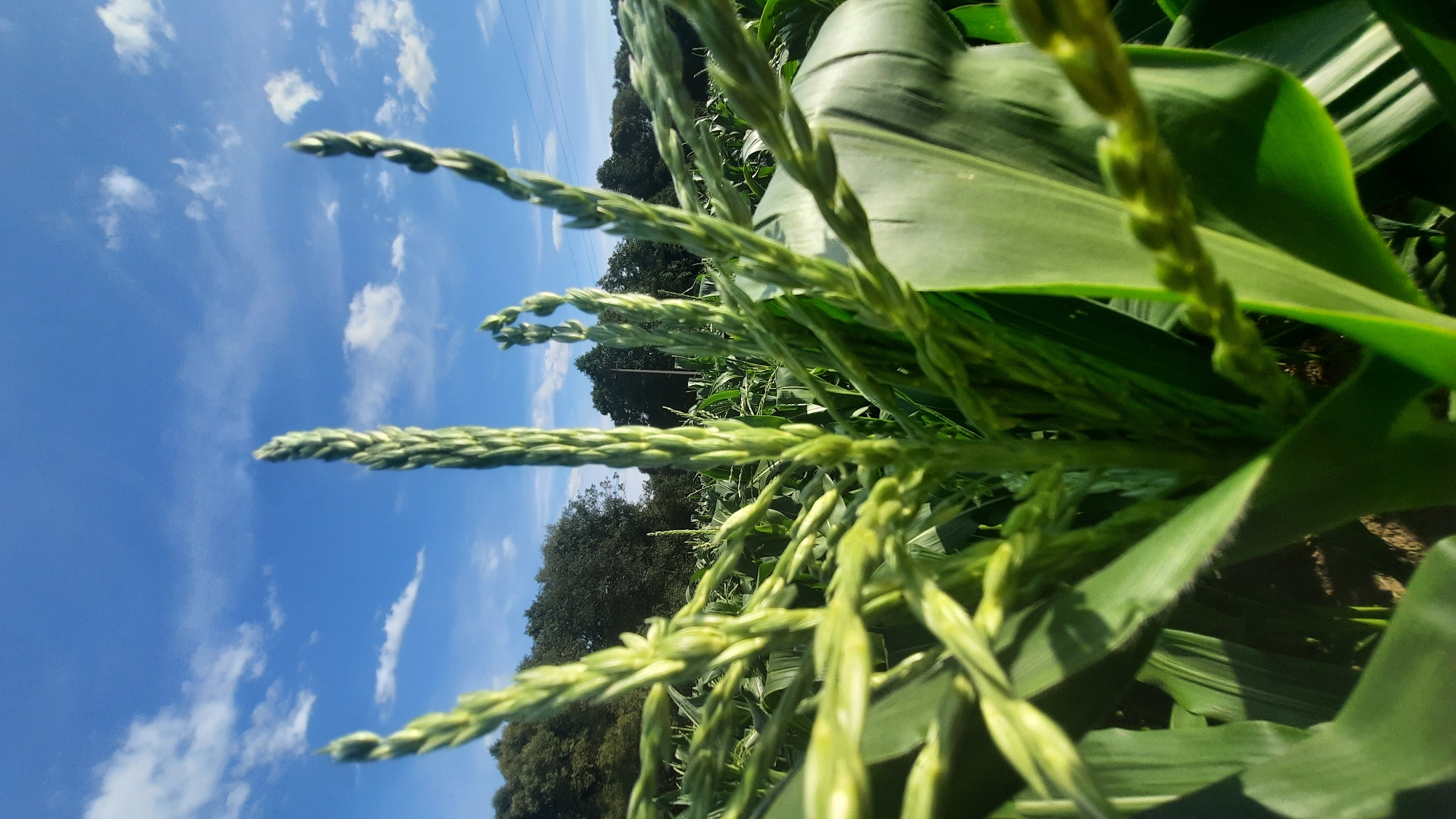 The image depicts a close-up view of developing corn tassels against a bright blue sky dotted with white clouds. The corn stalks are lush green, with intricate details of the tassels visible in the foreground and extending into the background, where they blend with a dense line of trees. The low-angle perspective emphasizes the height of the corn and the expanse of the sky. The scene suggests an agricultural setting, likely a cornfield. The location is specified as Shklov, Belarus.