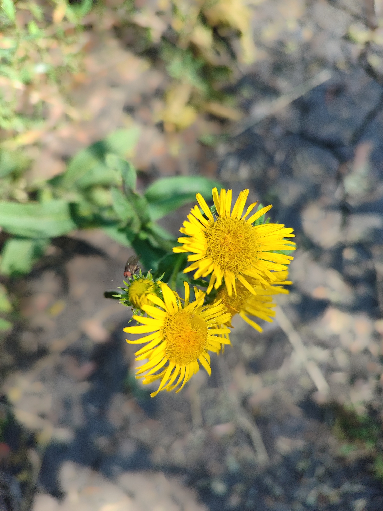 This is a close-up, top-down shot of several bright yellow wildflowers with thin, pointed petals and dense, fuzzy centers. One of the flowers has a small, dark insect with red markings perched on its bloom. The flowers are clustered together, with some green foliage visible behind them. The background is blurred and consists of dry, dark earth with some scattered lighter-colored debris. The lighting suggests it is daytime.