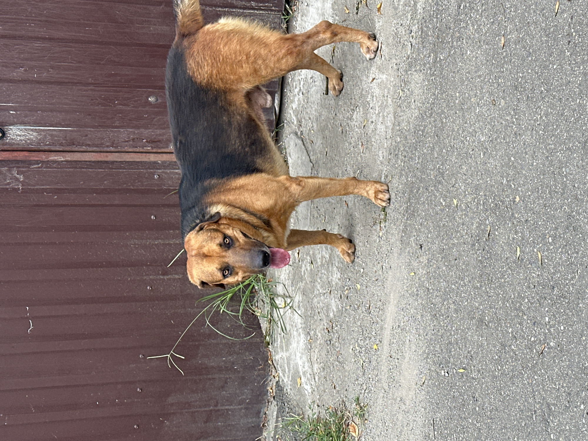A medium-sized dog with brown and black fur stands on a paved surface in front of a brown corrugated metal fence. The dog's tongue is hanging out of its mouth, and it is looking directly at the camera. The environment appears to be an outdoor area, possibly a backyard or alleyway, with some grass and debris visible on the ground. There are no people or other animals present in the image. The lighting suggests it is daytime. The image is taken from a medium distance, with the dog being the central subject.