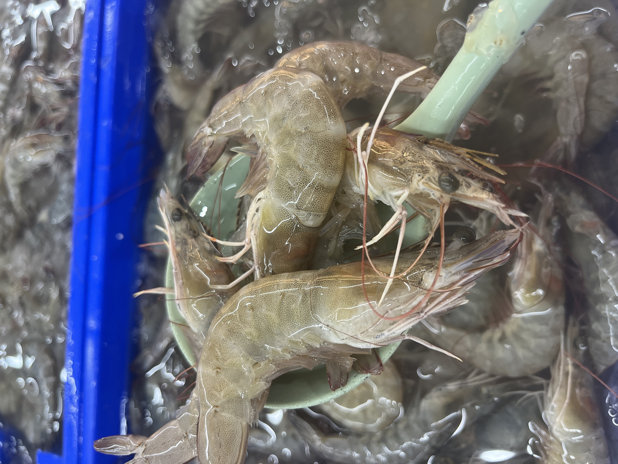 This close-up shot captures several fresh, raw shrimp held in a light green scoop, submerged in water within a blue plastic container. The shrimp, likely whiteleg shrimp (Litopenaeus vannamei), display a light grayish-brown coloration with translucent, segmented shells revealing faint speckled patterns. Their long, delicate antennae are prominent, extending from their heads. Some shrimp are curled, while others are straighter, indicative of their freshness.
The water surrounding the shrimp is clear but contains numerous small bubbles, suggesting aeration or a chilled environment, possibly for keeping the shrimp alive or very fresh. The light green object appears to be a plastic or ceramic scoop, used for handling the seafood. To the left, a vibrant blue plastic bin or container forms part of the display, framing the scene.
The image depicts a typical sight in a seafood market, a restaurant's live seafood tank, or a supermarket's fresh seafood section, where marine products are kept alive or chilled for customers. The presence of the scoop implies an ongoing activity of selection, serving, or preparation of the shrimp. No people or visible text are present in the frame. The time of day and weather conditions are not discernible. This scene is characteristic of a bustling fresh food environment, consistent with coastal locations like Pattaya City, Thailand, where fresh seafood is a prominent offering.