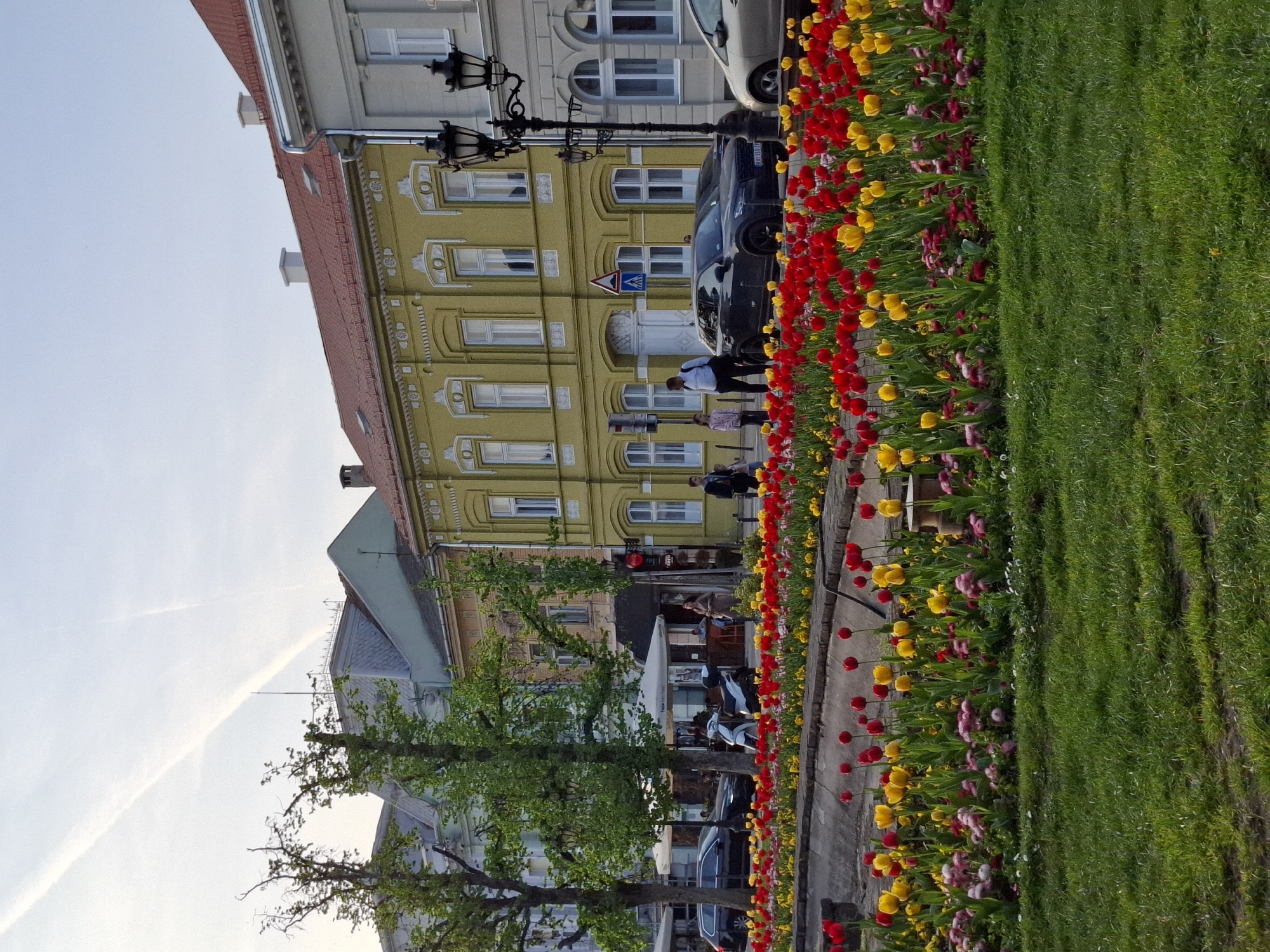 This image depicts a vibrant street scene in Novi Sad, Serbia, likely during the springtime. The view is dominated by a row of buildings on the left, a street with parked cars and pedestrians, and a lush green space with a colorful flower bed on the right.
The most prominent building on the left features a distinctive bright yellow facade with ornate white window frames and decorative architectural elements, topped by a red-tiled roof. Further down the street, another building with a light-colored facade is visible, and in the foreground, a building with a blue-gray roof is partially obscured by trees. A black, ornate lamppost stands near the yellow building.
On the paved street or walkway in front of the buildings, several cars are parked, including a dark sedan with a visible Serbian "NS" (Novi Sad) license plate. A triangular warning sign for a pedestrian crossing is also present. Several people are visible, some walking on the pavement, and others gathered near what appears to be an outdoor café area with umbrellas, suggested by a partially visible red sign with text that might be "KAFE."
To the right, a wide expanse of neatly mown green grass stretches, bordered by a long, densely planted flower bed. This bed is bursting with numerous tulips in full bloom, predominantly bright red and yellow, with interspersed pink and purple varieties, indicating the spring season. The sky above is clear and bright blue, with a faint, wispy contrail stretching across it, suggesting pleasant weather. The overall impression is that of a lively and picturesque urban environment.