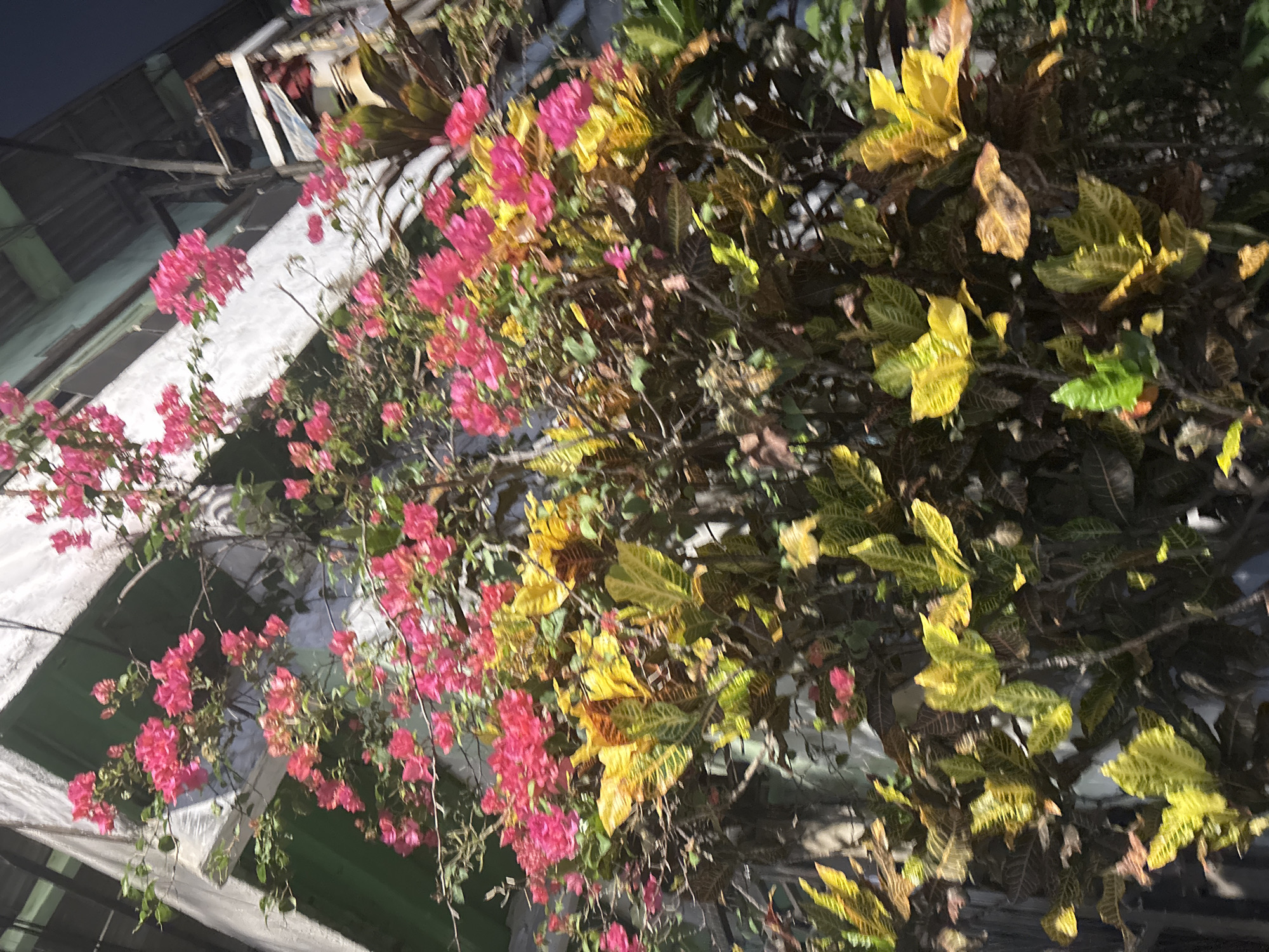The image shows a close-up view of a building facade with abundant foliage in the foreground. The building appears to be an older structure with white and green paint, exhibiting signs of wear and tear. A portion of a roof or upper story is visible, with what looks like some form of roofing material and possibly a window or opening.
The dominant elements in the foreground are plants with vibrant pink flowers and variegated leaves in shades of yellow, green, and dark red. The pink flowers, appearing to be bougainvillea, cascade down from branches, creating a striking contrast with the surrounding greenery. The other plants have broad, elongated leaves with distinct patterns and coloration, suggesting a tropical environment.
The lighting suggests it is daytime, though the overall tone of the image is somewhat dark, possibly indicating it's either early morning, late afternoon, or an overcast day. The scene appears to be in a residential or urban area, given the building structure. No people are clearly visible, although there is a hint of something red or dark fabric in an opening on the building, which might be an item of clothing or part of the building's interior. The setting is North Jakarta, Indonesia, which aligns with the tropical plant life depicted. There is no visible text in the image.