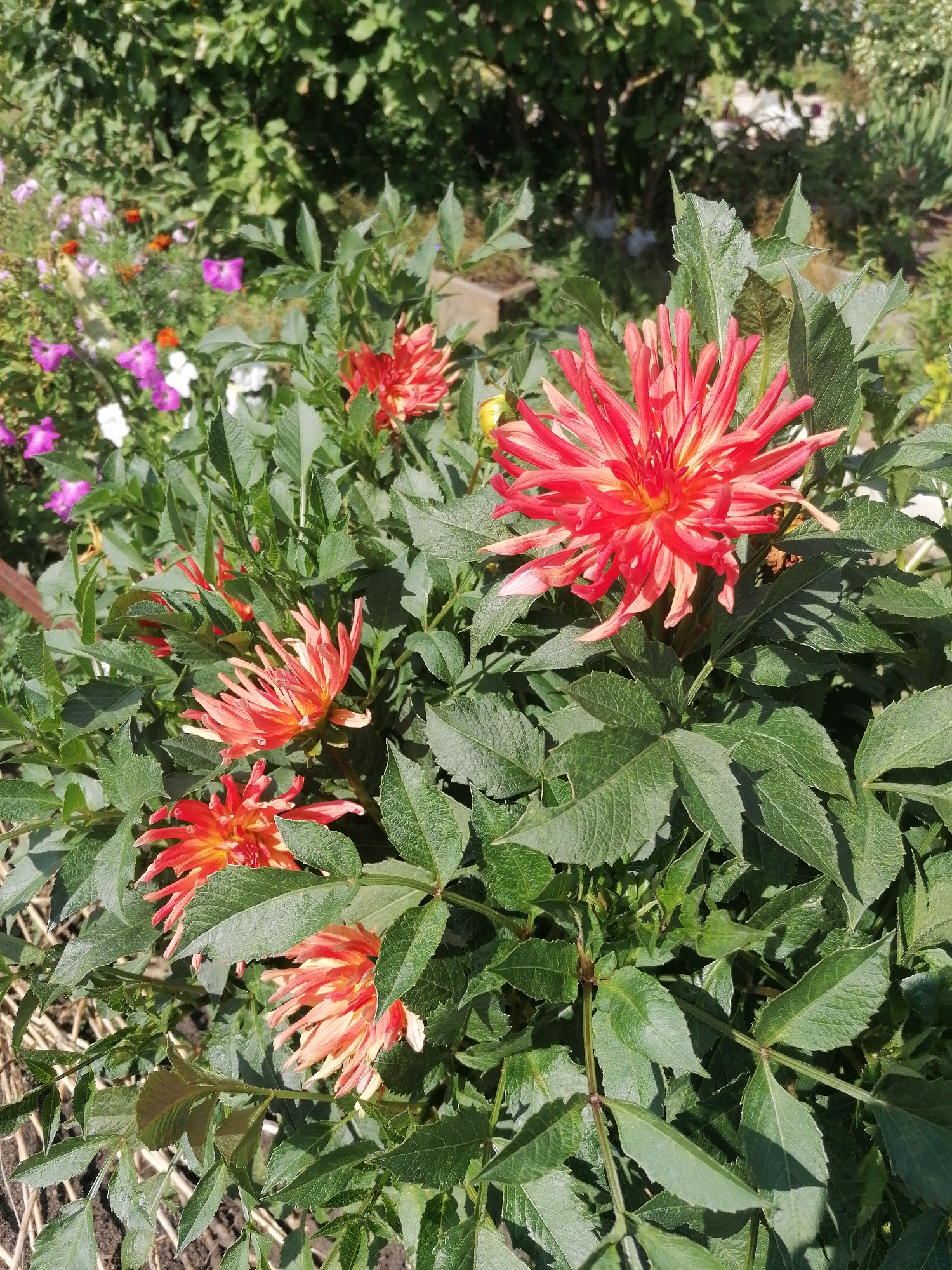 The image depicts a close-up view of a garden in Мыльниково, Russia, featuring several bright red and orange dahlias in full bloom, interspersed with lush green foliage. The dahlias exhibit a spiky, intricate petal structure. In the background, other flowers in shades of pink, purple, and white are partially visible, suggesting a well-maintained flower bed. The scene is bathed in natural sunlight, creating distinct shadows on the leaves and petals. The overall impression is one of a vibrant and colorful summer garden.