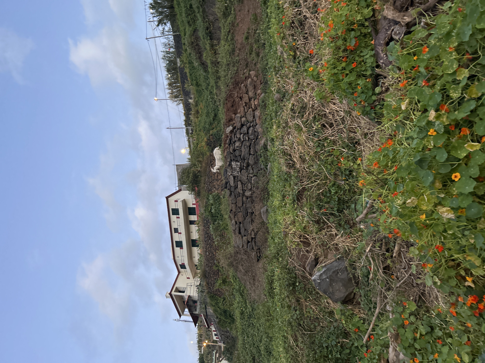The scene shows a hillside in Câmara de Lobos, Portugal. The slope is covered in vegetation, including orange flowering plants. A stone wall runs up part of the hillside, and a light-colored building with green shutters is situated near the wall. A white goat stands on the wall. Overhead lines are visible at the top of the hill against a partly cloudy sky.