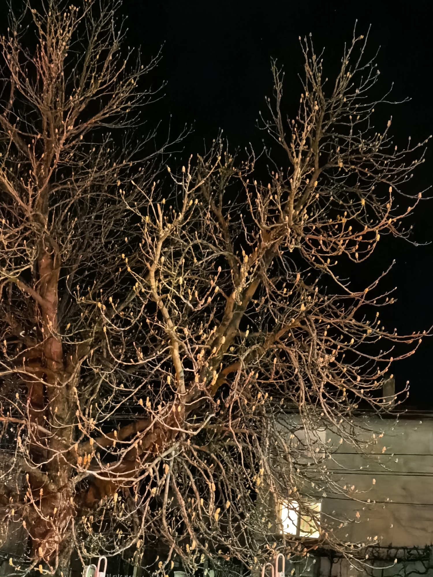 The image depicts a tree at night in Unknown, Unknown. The tree is bare of leaves, but its branches are covered in buds, hinting at the beginning of spring. The tree is illuminated, casting a warm glow on its branches and trunk, contrasting with the dark night sky. The background reveals a building with a lit window. A portion of metal fencing is visible at the bottom of the frame. The environment is urban.