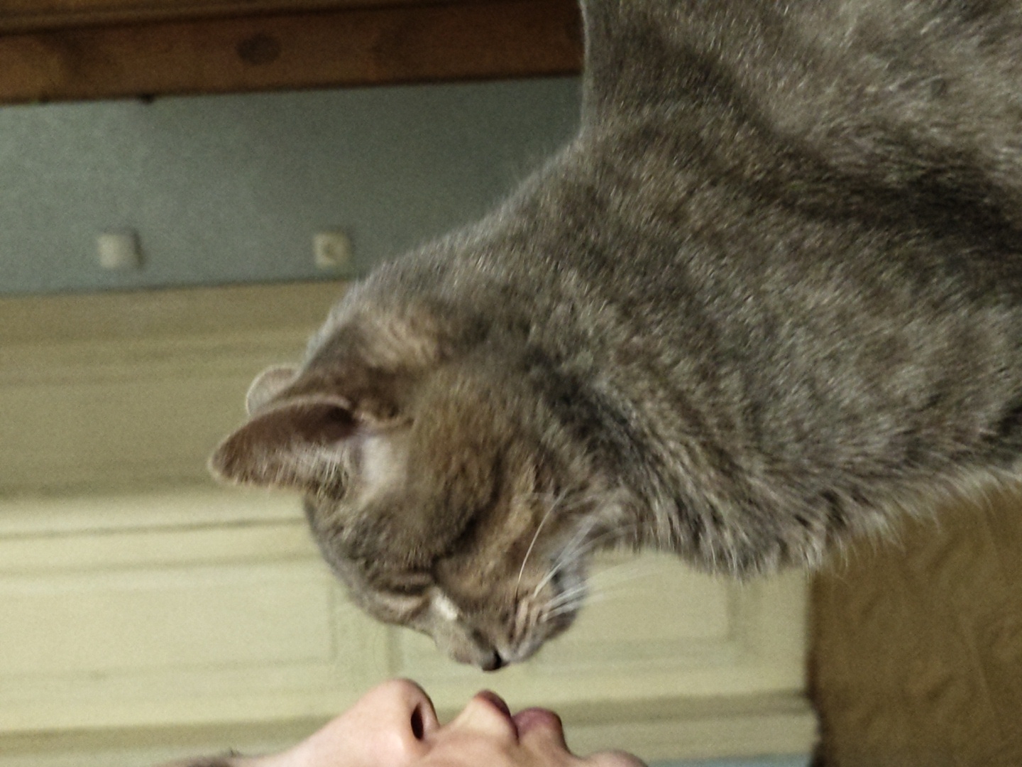 A side profile shot shows a person's face, specifically their nose and lips, very close to a grey tabby cat's face. The cat is looking towards the person, with its eyes closed and its nose touching or nearly touching the person's nose. The background appears to be an indoor setting with a light-colored wall and door on the left, and a darker wall with light switches and a wooden door frame on the right. The lighting is dim, creating shadows and highlighting the fur of the cat. The image is focused on the interaction between the person and the cat.