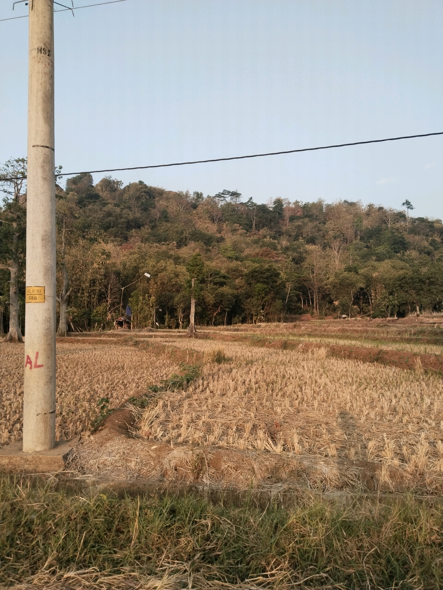 This is a medium shot, eye-level, outdoor, natural light photograph taken in Sesepan, Indonesia. The image depicts a harvested rice field in the foreground, with dry straw scattered across the terraces. A concrete utility pole stands prominently on the left side of the frame, bearing the markings "HSI" and a yellow plate with "HLP 10 088." Red lettering, "AL," is also visible on the pole.
In the middle ground, a line of trees separates the field from a densely forested hillside that dominates the background. The hill is covered in lush green foliage, with scattered bare trees. The sky above is a clear, pale blue. A thin black power line stretches horizontally across the upper portion of the image, supported by the utility pole. A small, dark blue structure, possibly a shack, is visible amongst the trees in the middle ground, along with a kite string and a white kite. The overall scene suggests a rural, agricultural landscape during a dry season.