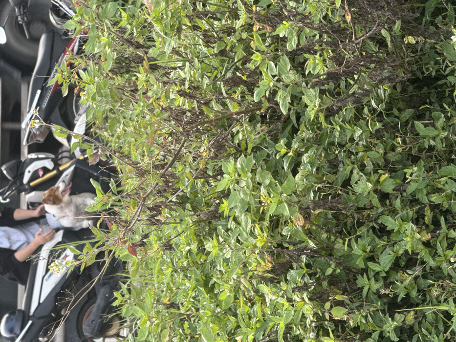 This image, captured in Sơn Trà Ward, Vietnam, depicts an outdoor scene predominantly filled with dense green foliage and interspersed dried brown plant material in the foreground. In the upper mid-ground, a partially visible individual wearing a dark outer garment over a lighter shirt is seated on a parked black and white scooter that features yellow front suspension accents. A small white and brown dog, exhibiting floppy ears and with its tongue slightly extended, is positioned on the scooter behind the person. Additional background elements include a dark helmet visible on the far left and portions of other dark-colored motorcycles or scooters.