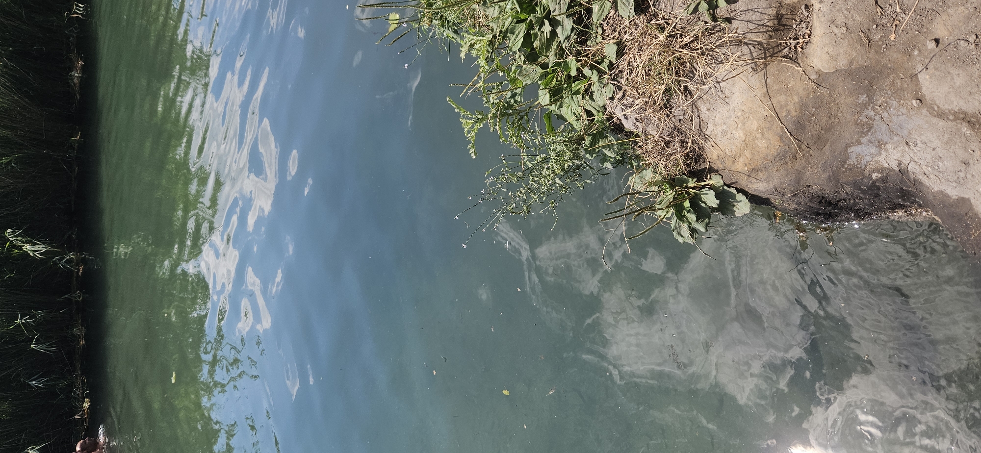 The image depicts a natural waterway, likely a thermal spring or a canal, located in Hévíz, Hungary. The water is a murky green with visible reflections of the sky and surrounding vegetation. The left side of the frame shows a person's head and shoulder emerging from the water, indicating a recreational activity. Tall reeds line the far bank, suggesting a natural or semi-natural environment. The foreground features a rocky, earthen embankment with sparse dry grass and green vegetation. The water exhibits swirling patterns, possibly due to currents or sediment disturbance. The overall scene suggests a calm, outdoor setting.