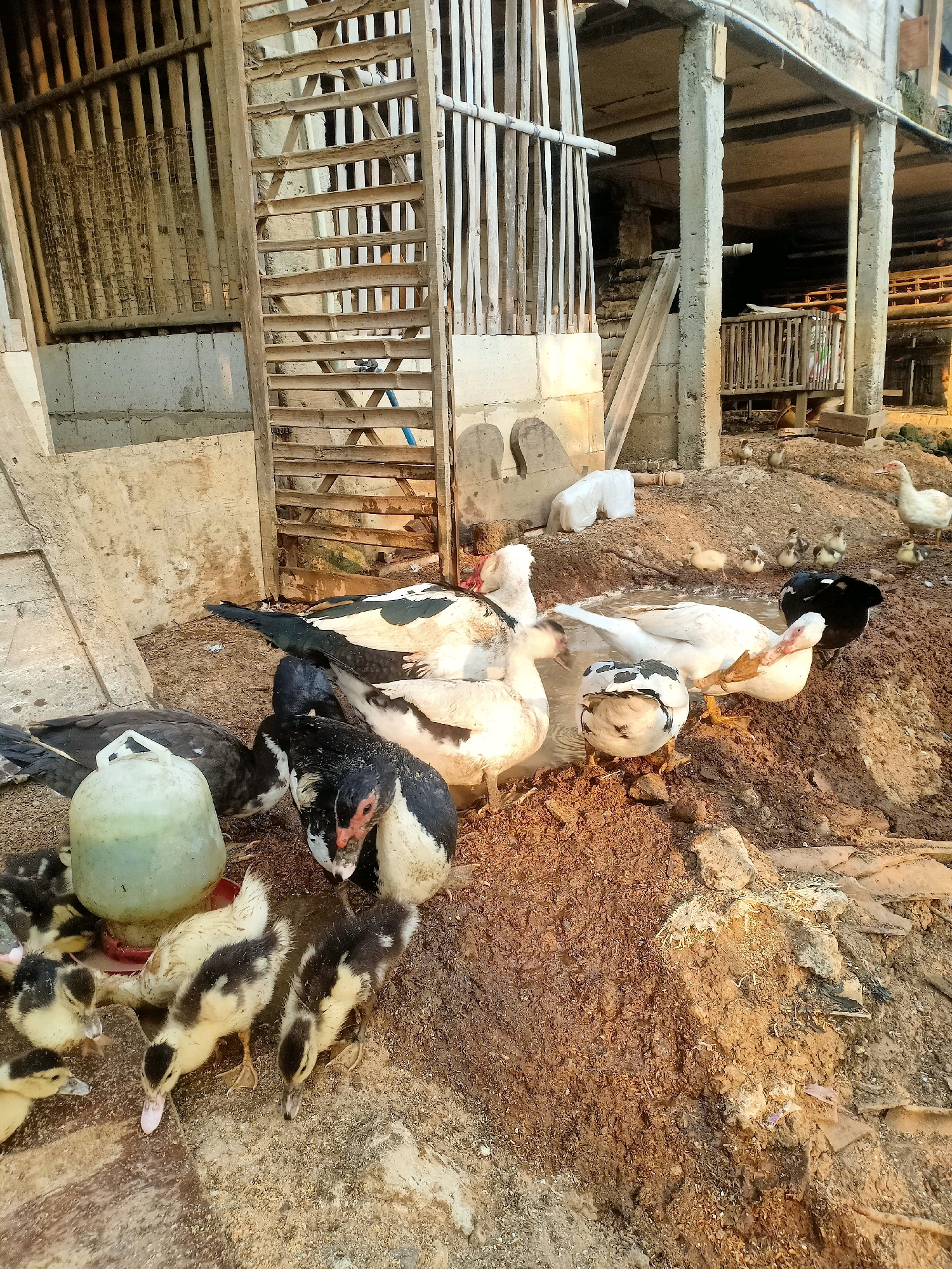 In Tasikhargo, Indonesia, a group of ducks and ducklings are gathered in a muddy area outside a wooden structure. The structure appears to be a barn or enclosure, with rough wooden planks and some concrete elements visible. Some of the ducks are drinking from a small pool of water, while others are foraging in the mud. The ducklings are clustered around a green plastic water dispenser. The ground is a mix of mud, dirt, and straw. The lighting suggests it is either early morning or late afternoon.