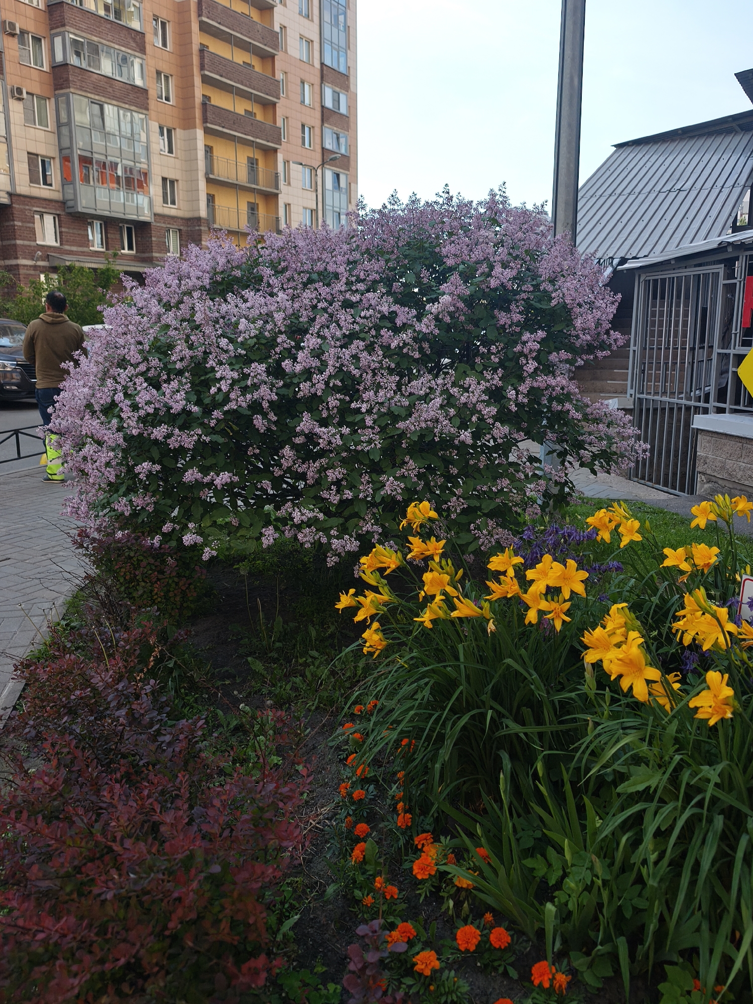 A medium shot captures a lilac bush in full bloom, its delicate pink flowers forming a dense canopy. In front of the lilac, a cluster of vibrant yellow lilies stands tall, their petals reaching towards the sky. To the left of the lilac, a person wearing a brown hoodie and bright yellow boots is partially visible, standing near a parked black car. Behind the foliage, a modern apartment building with a beige and brown facade rises up, its numerous windows reflecting the overcast sky. To the right, a gray corrugated metal roof shelters a gated area. The foreground is adorned with a variety of plants, including deep red shrubs and small orange flowers, adding a touch of color to the scene. The paving stones suggest an urban setting, possibly a residential area or park.