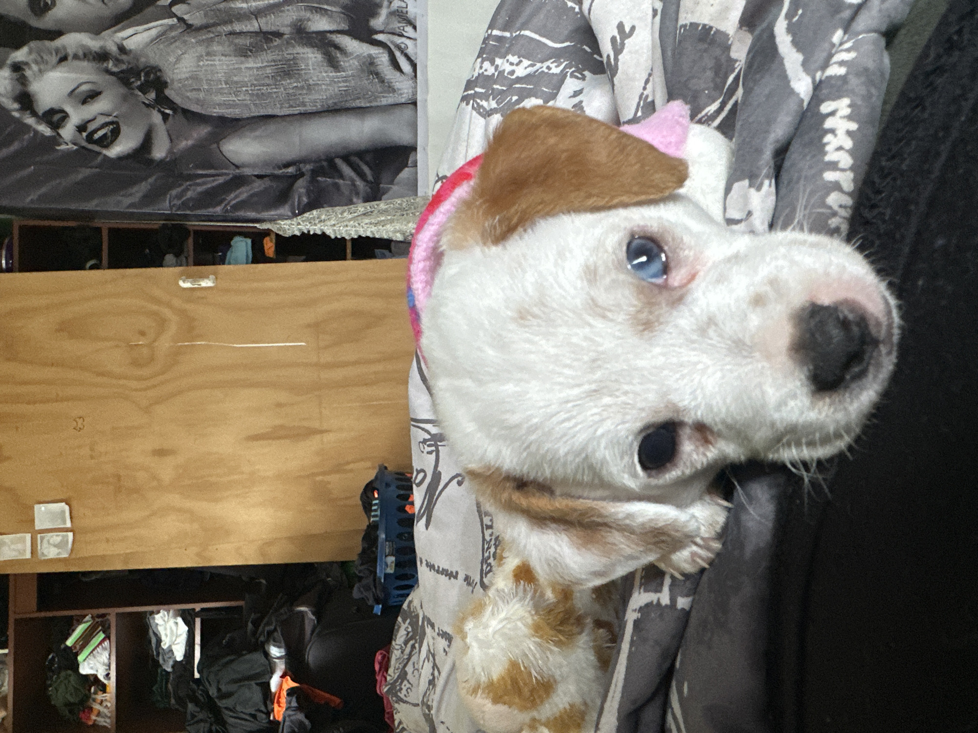 A close-up, tilted, medium shot shows a dog's head. The dog has white fur with brown patches, one blue eye, and one dark eye. The dog wears a pink and blue item, perhaps a hat. The background includes a black and white poster of Marilyn Monroe, a light brown wooden shelf with items in it, a black object, and a patterned gray sheet or curtain. The location appears to be indoors, not Arica, Chile.
