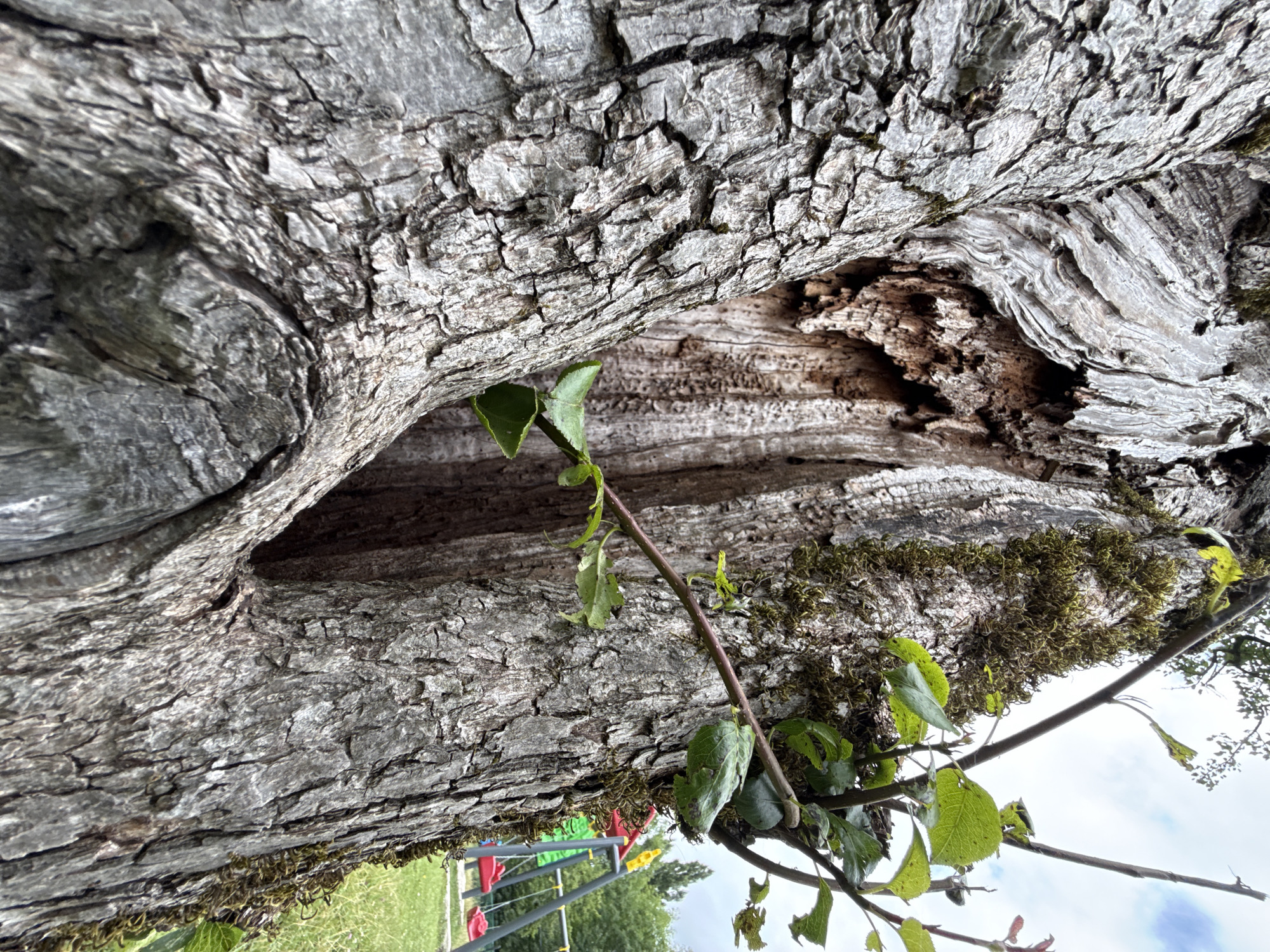 This is a close-up, low-angle shot of the gnarled, rough bark of an old tree. The tree has a large, hollowed-out section in its trunk, revealing the weathered wood inside. Several small, green leaves and branches are growing out of the tree. In the background, out of focus, is a grassy area with a children's playground, featuring red and green swings. The sky is overcast. The image is undated and no specific location in the city of Sis, Azerbaijan is provided.