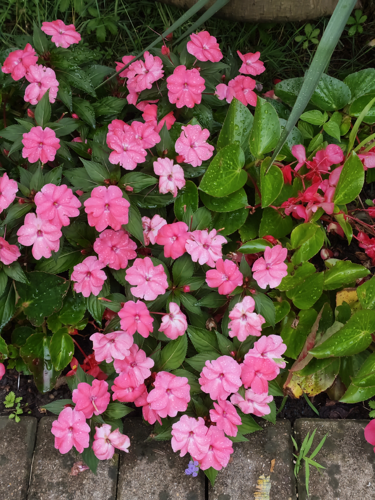 The image displays a dense cluster of bright pink impatiens flowers, interspersed with vibrant green leaves. Water droplets are visible on the petals and leaves, suggesting recent rain or watering. The flowers and foliage are arranged in a garden bed, with hints of darker soil and grey paving stones at the bottom edge of the frame. In the upper right, a piece of rough, textured material, possibly wood, is partially visible. The background is blurred, consisting of more greenery and what appears to be grass. The overall scene is that of a well-maintained garden. The presence of impatiens flowers, which thrive in humid climates and are often planted in shaded areas, suggests a location where such conditions are favorable. While the image itself does not contain explicit markers for its location, it depicts a natural outdoor setting.