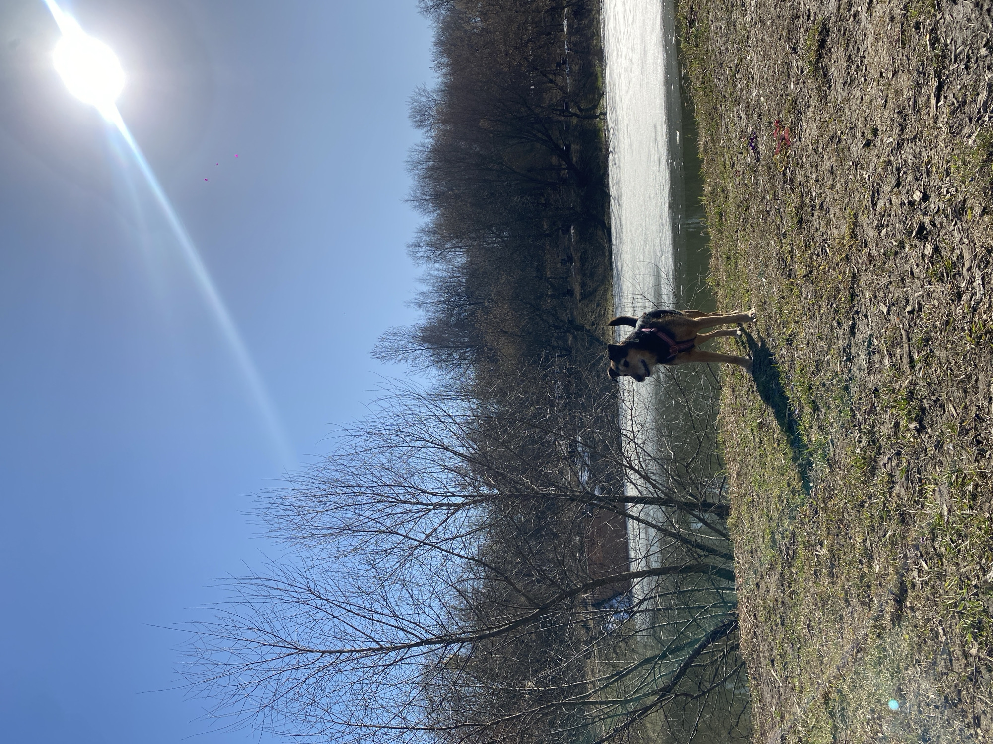 A horizontal shot shows a medium-sized dog standing on the grassy shore of a body of water. The dog, appearing to be a German Shepherd mix, is brown and black and wears a red harness. The water appears to be partially frozen, and on the opposite shore are trees with bare branches. The sky is clear and blue with a bright sun that casts a glare. Based on the presence of bare trees and the partially frozen water, the season is likely late winter or early spring. I cannot confirm whether this picture was taken in Moscow, Russia.