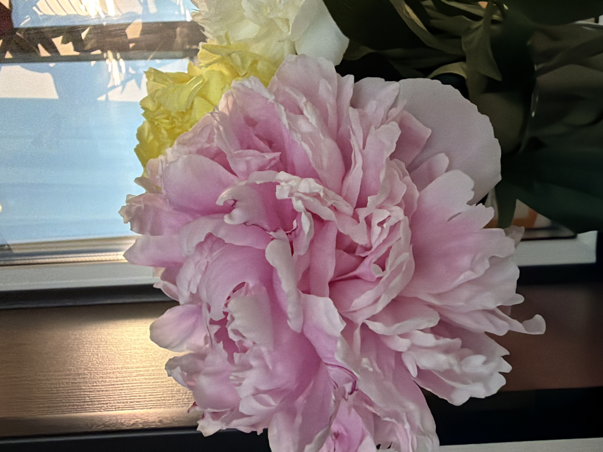 This media file shows a close-up, still-life photograph of a bouquet of peonies. The main subject is a large, fully bloomed pink peony positioned in the foreground, dominating the frame. Its petals are a delicate shade of pink with ruffled edges, some appearing lighter, almost white, at the tips. Behind the pink peony, a smaller, less visible yellow peony is partially obscured. Further back, a creamy white flower, possibly another peony, and dark green foliage are visible, suggesting a fuller arrangement.
The setting appears to be indoors, near a window. The background shows a reflection in the window pane, with hints of what might be outdoor light and structures, possibly casting shadows on the flowers. The light source seems to be coming from the left, illuminating the petals of the pink peony and casting a warm, gentle glow on a horizontal surface in the lower part of the image, which could be a windowsill or a table. The overall mood is serene and delicate, emphasizing the natural beauty of the flowers. There is no visible text in the image. The time of day is suggested to be daytime due to the light and reflections.