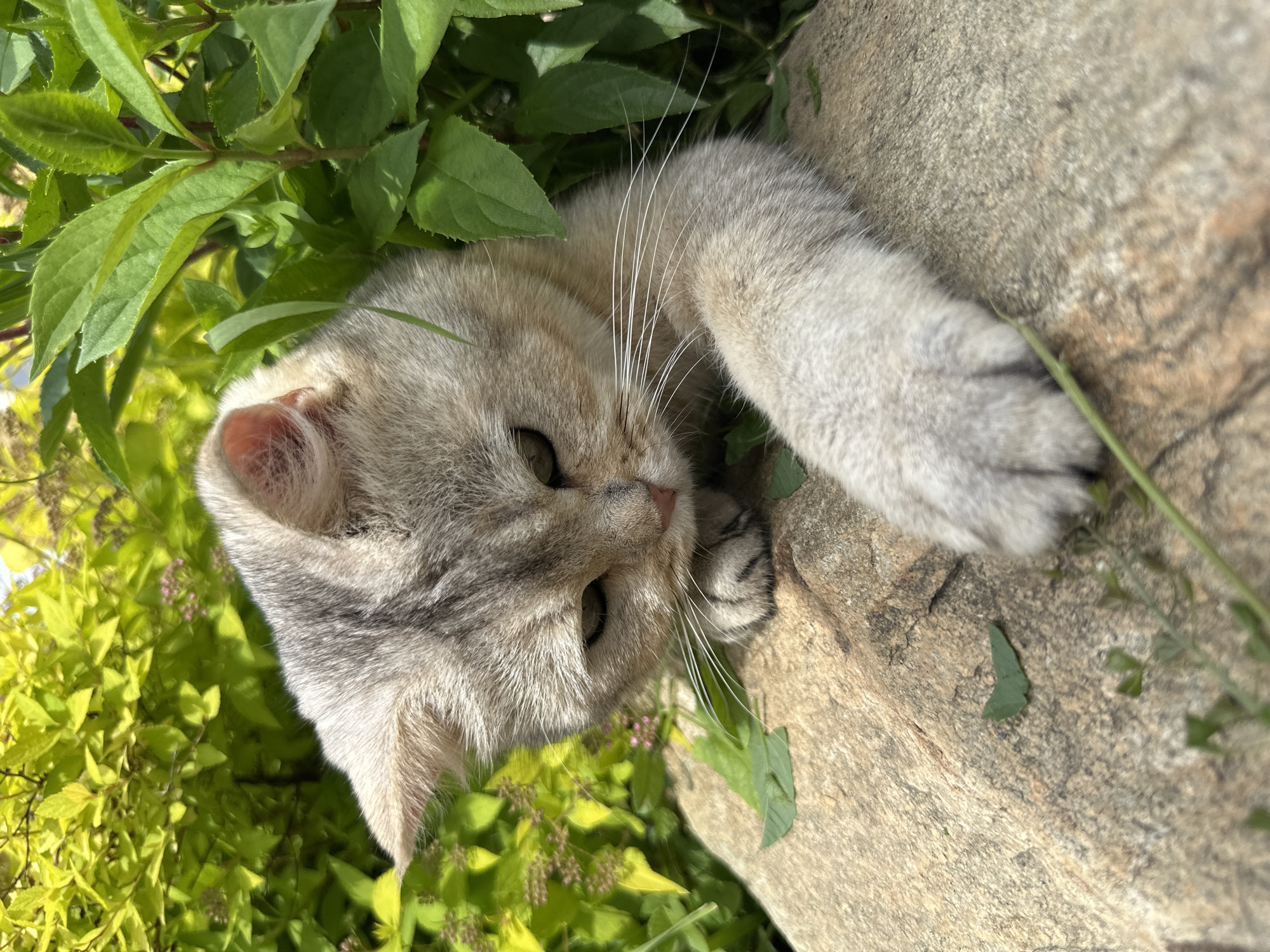 A close-up, eye-level outdoor shot features a young, light-colored tabby kitten with grey stripes, nestled among lush green foliage and perched on a rough, tan-colored rock. The kitten's head is angled downwards, with its gaze directed towards its paws, one of which is extended outwards. Its fur is a mix of grey and cream, and its ears are slightly folded back. The background is filled with vibrant green leaves of various sizes and textures, with some lighter green, almost yellow, shrubbery visible on the left. Small pinkish flowers are interspersed within the greenery. The lighting suggests a sunny day, casting soft shadows on the rock. There are a few scattered green leaves on the rock's surface. No people are present in the image. The scene appears to be a natural outdoor setting, possibly a garden or park.