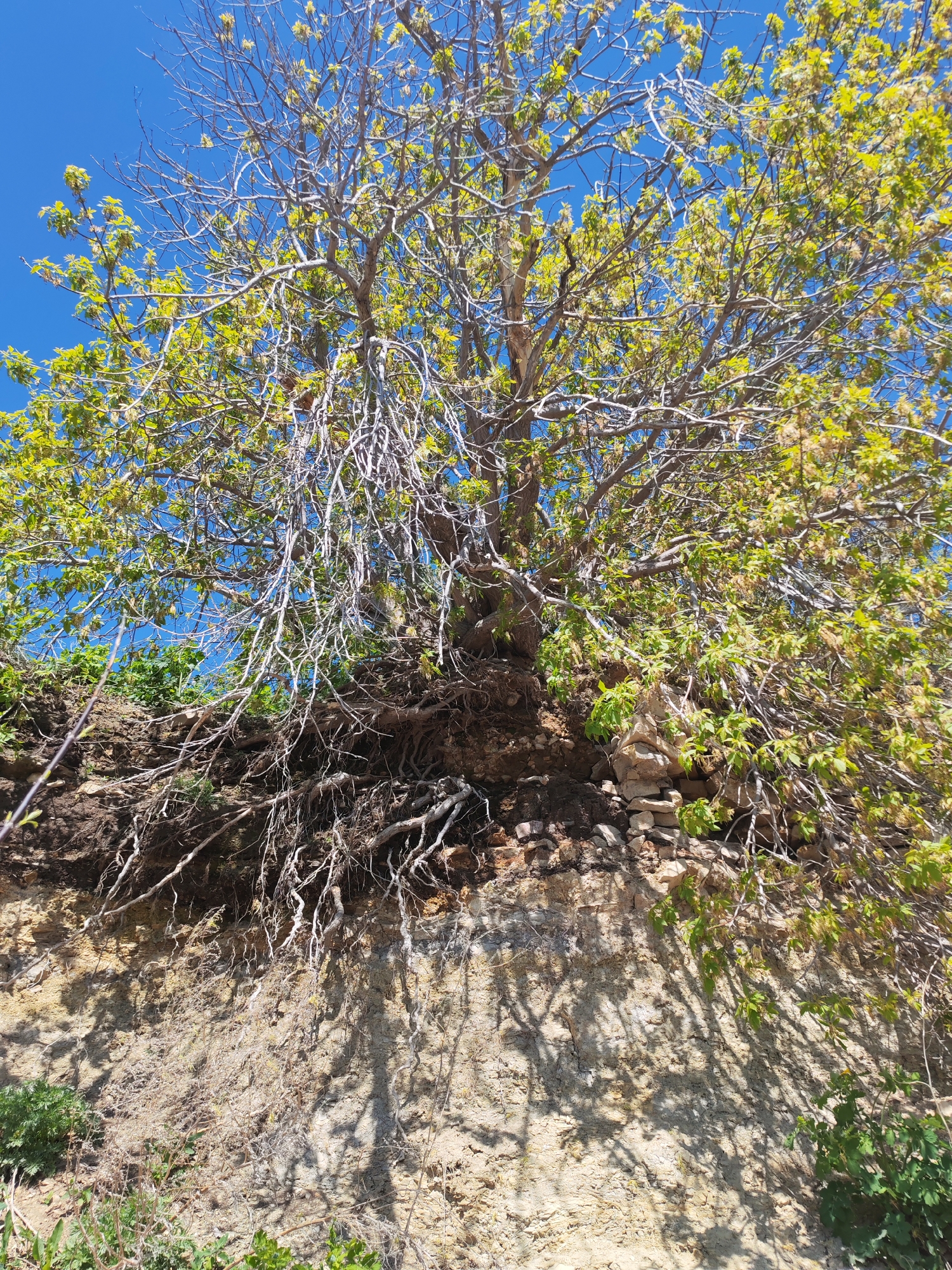 The image shows a tree growing on the edge of a steep bank of earth. The tree is partially in leaf, with some branches still bare. The bank appears to be made of light-colored soil or rock, with some vegetation growing at the base. There are some stones or rocks visible in the bank's surface. Shadows from the tree's branches are cast on the bank. The sky is clear and blue. There is no evidence in the image to support the specified location.