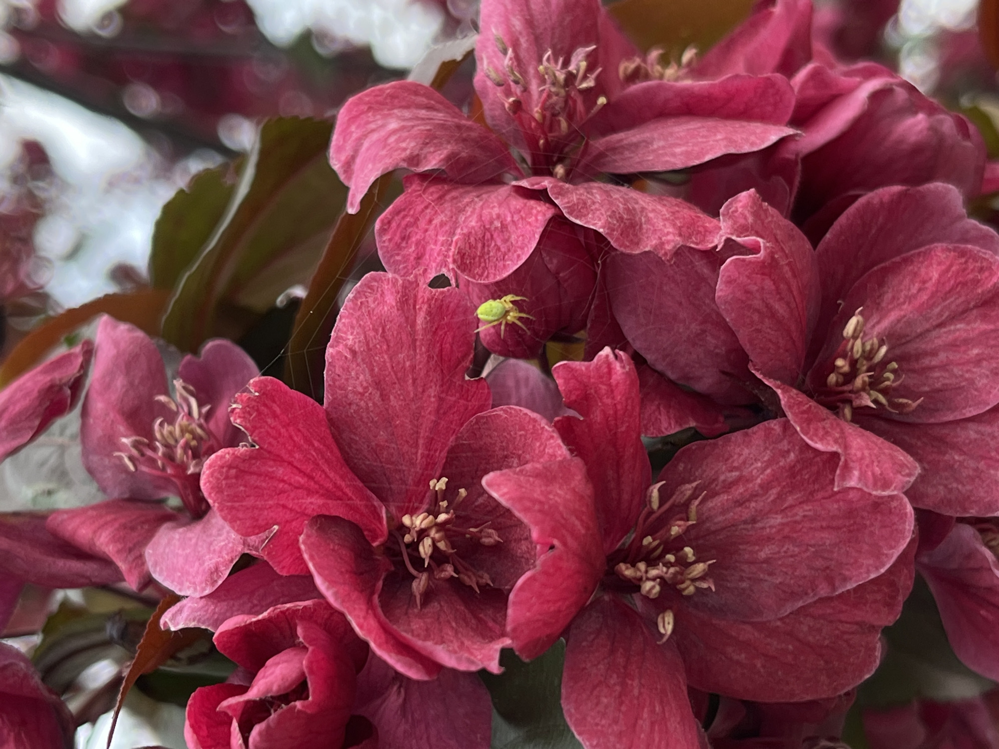 The image shows a close-up of red flowers, possibly crabapple blossoms, with a small, light green spider crawling on one of the petals. Spider webs are visible between the petals. The background is blurred, showing more blossoms and foliage. The location is unknown, and the image provides no evidence of it being taken in Minsk, Belarus.