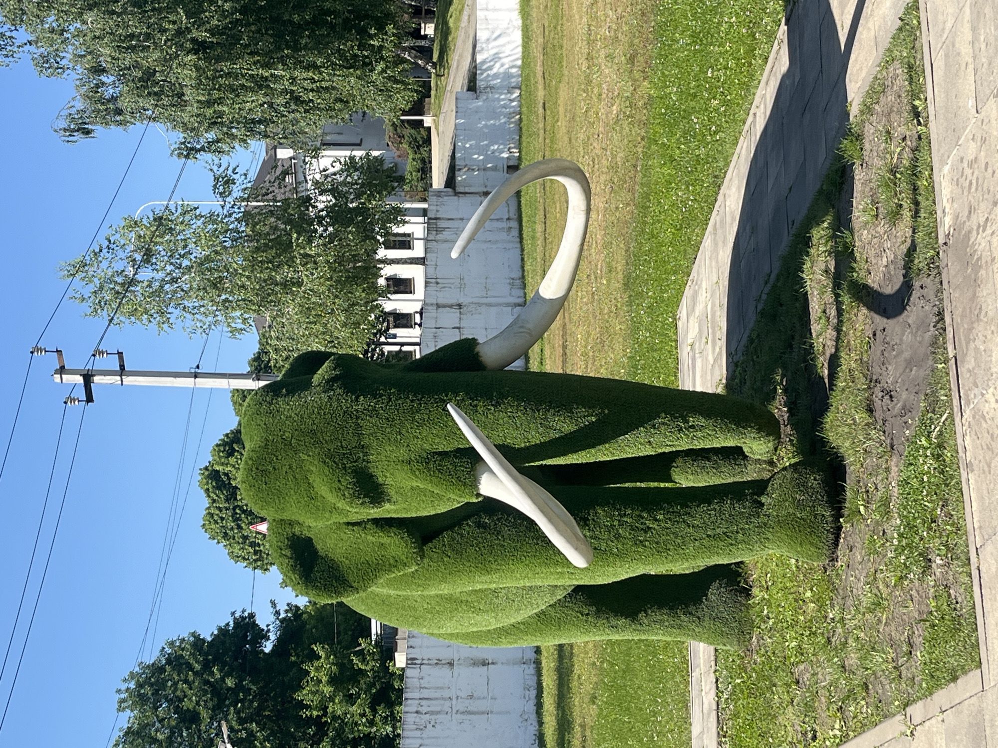 The image captures a mammoth sculpture in the city of Goryachiy Klyuch, Russia. The sculpture is made of green shrubs, likely trimmed bushes, forming the body and head of the mammoth. The tusks are white and appear to be made of a different material, possibly metal or painted plastic. The sculpture is positioned on a strip of land between a paved walkway and a grassy area. Behind the sculpture, there's a white building with several windows and a dark roof, indicating an urban or suburban setting. Trees with green foliage are also visible in the background and surrounding the sculpture. A utility pole with power lines is visible on the left side of the image against a clear blue sky. The photograph appears to be taken during daylight hours with ample sunlight.
