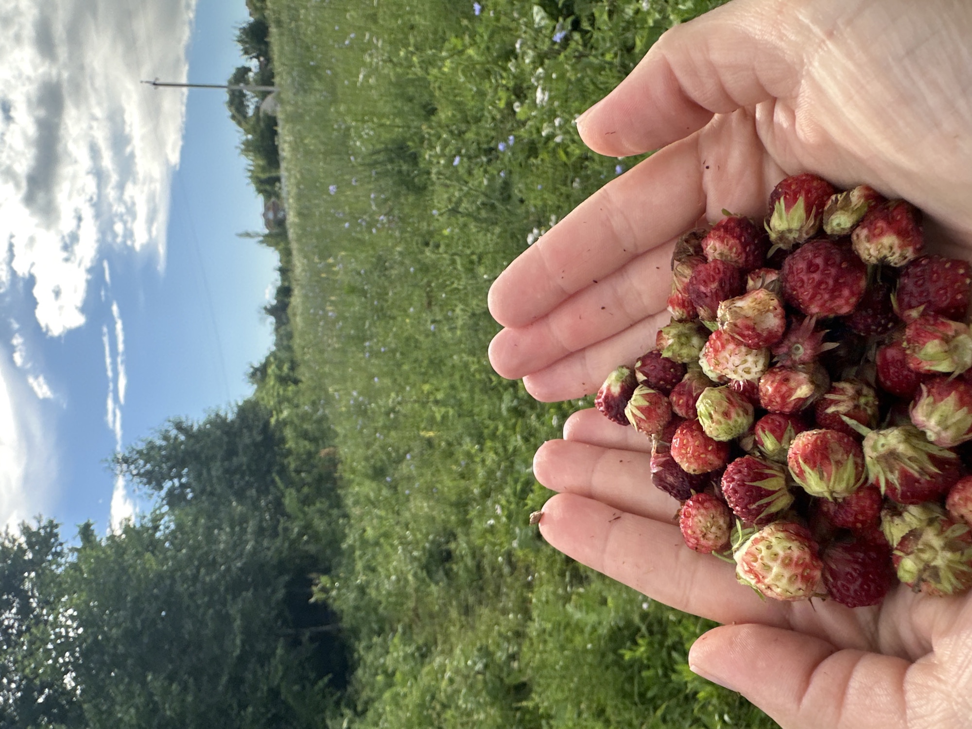 A pair of hands cupped together holds a pile of wild strawberries. The hands are light-skinned and appear to be outdoors, with dirt smudges on the fingers. The strawberries are a mix of red and white, with green calyxes. In the background, a field of green grass and wildflowers stretches towards a line of trees under a cloudy blue sky. The image appears to be taken in a rural area, likely on a sunny day. The location is stated as Загорский, Russia, implying an outdoor setting in this Russian locality. There are no other people or significant objects in the frame besides the strawberries and the natural environment.