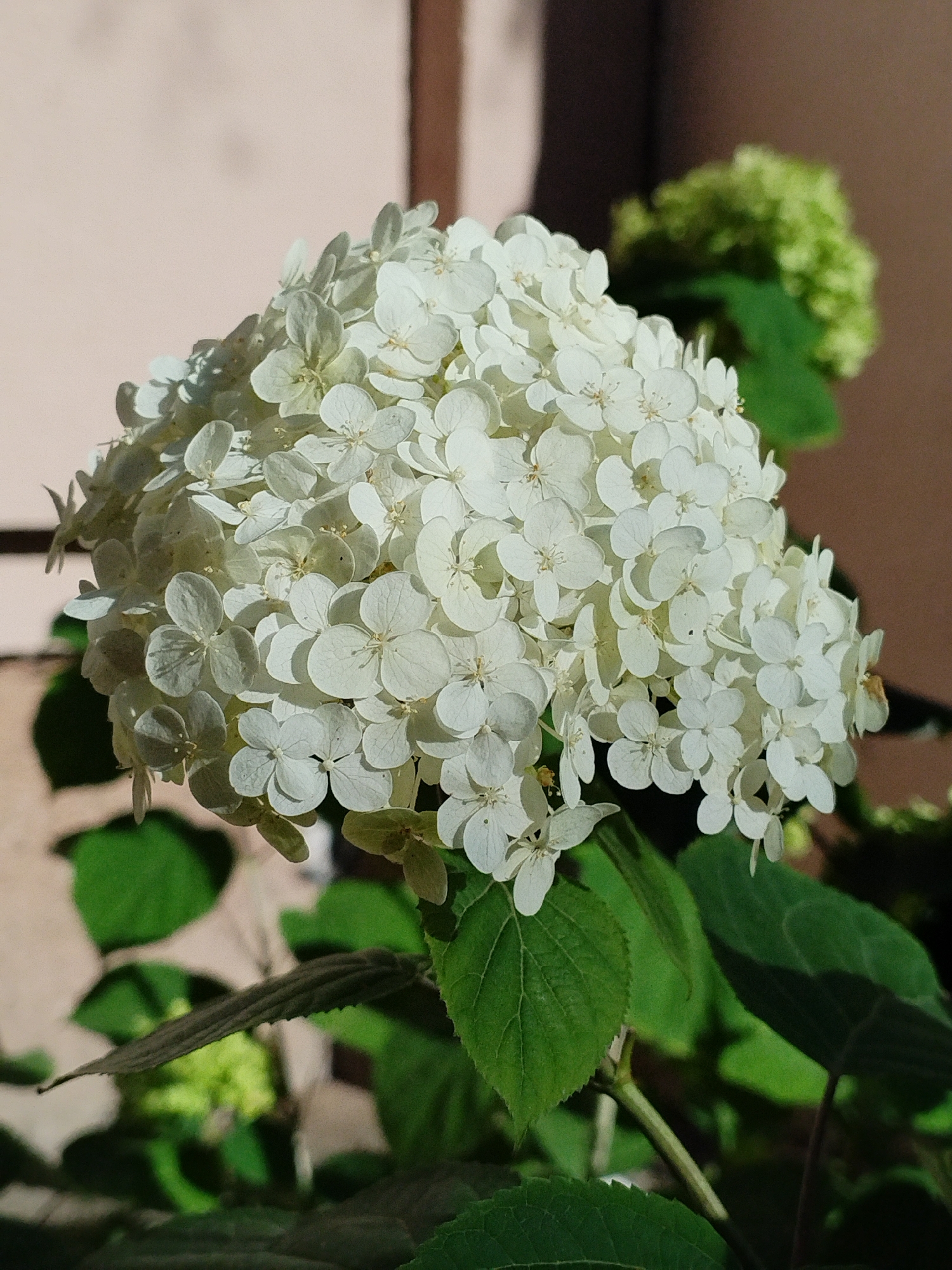 A close-up, eye-level shot captures a blooming white hydrangea flower in focus against a blurred background. The flower's dense clusters of small, white petals are illuminated by sunlight, creating subtle shadows. Lush green leaves surround the flower head, with some leaves showing faint veins. In the background, other green hydrangea blooms and a beige, textured wall are visible, suggesting an outdoor setting, possibly a garden or park in Minsk, Belarus. The overall scene is tranquil and depicts a moment of natural beauty.