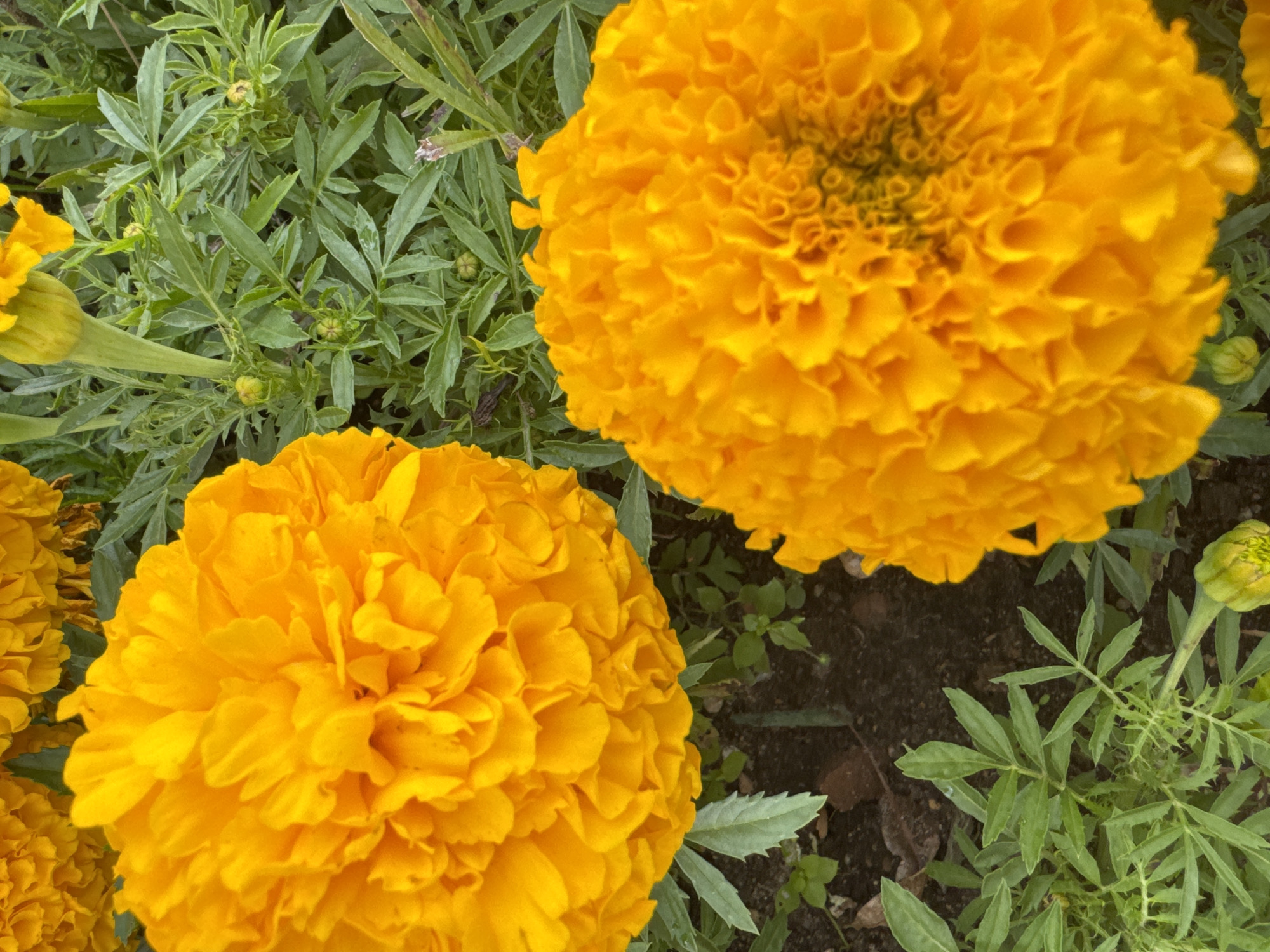 The image displays a close-up view of several vibrant orange marigold flowers in bloom. The flowers are characterized by their dense, ruffled petals and rich, golden-orange hue. Some of the flowers are in full bloom, while others are in bud or partially opened. The surrounding foliage consists of feathery green leaves and slender stems, creating a natural and lush backdrop. The ground beneath the flowers appears to be dark soil, with a few scattered brown leaves visible. The scene is an outdoor environment, likely a garden or park. The image quality suggests it was taken with a handheld device. There are no people or animals present in the photograph. The overall impression is one of natural beauty and the abundance of blooming flowers in a garden setting, potentially in Zelenograd, Russia, a city known for its green spaces and parks.
