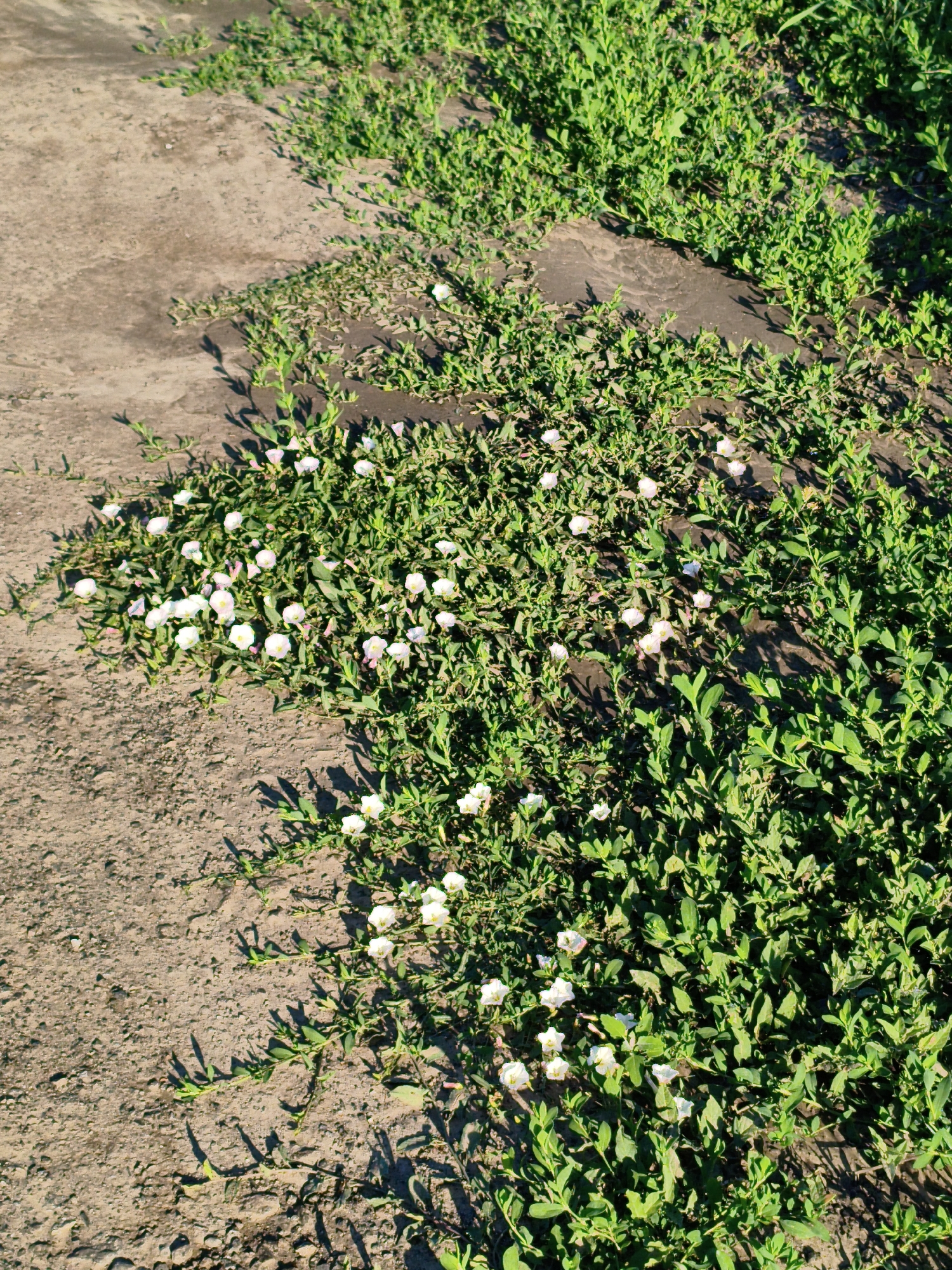 The image depicts a patch of ground covered in lush green vegetation interspersed with small white flowers. A section of dry, sandy earth runs diagonally across the left side of the frame. The vegetation appears to be a low-lying ground cover, with delicate stems and pointed leaves. The white flowers are small and bell-shaped, with some showing pinkish hues. Sunlight casts distinct shadows across the scene, indicating a bright, sunny day. The environment suggests an outdoor setting, possibly a field, garden, or embankment within the city of Ustyvytsia, Ukraine. There are no people or animals visible in the image.