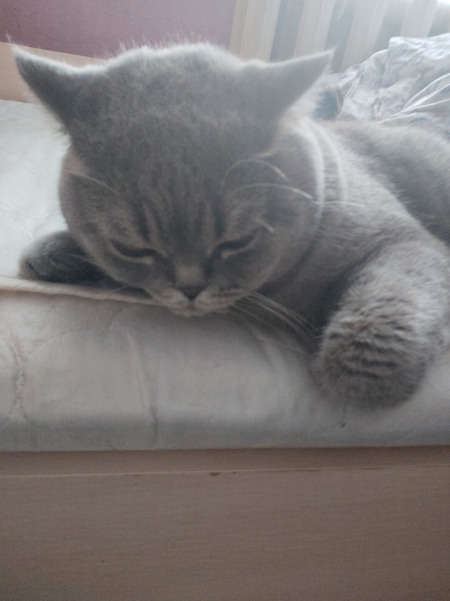 A grey cat is depicted sleeping or resting peacefully on a soft, light-colored surface, likely a bed or large cushion. The cat occupies the majority of the frame, positioned centrally with its head lowered and eyes closed, suggesting deep relaxation. Its front paws are visible, one tucked under its head and the other extended slightly forward.
The cat has short, dense grey fur, characteristic of breeds like a British Shorthair, and prominent whiskers are visible around its snout. Its ears are perked slightly but relaxed.
The background shows a brightly lit area to the top right, possibly indicating a window or light source, which causes some overexposure. Behind the cat, part of a patterned blanket or duvet can be seen, featuring light blue or grey floral or abstract designs on a white background. Below the sleeping cat, a plain, lighter colored surface extends towards the bottom of the frame, possibly a headboard or a section of the bed frame.
The overall impression is one of tranquility and calm. The image is softly focused, giving it a gentle and intimate feel. No text is visible in the image.